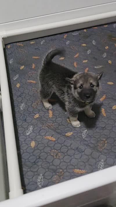 YELLOW collar, a female Alaskan Malamute and Norwegian Elkhound for sale in King George, VA – 3 of 4