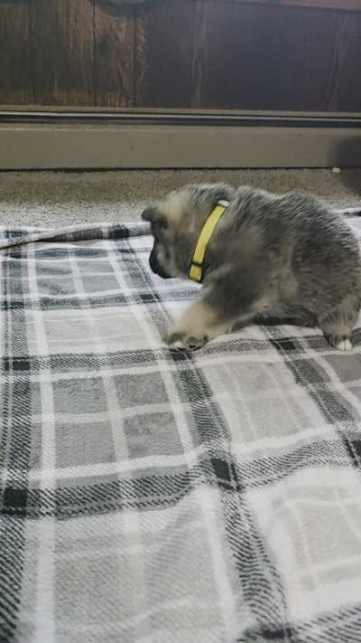 YELLOW collar, a female Alaskan Malamute and Norwegian Elkhound for sale in King George, VA – 2 of 4