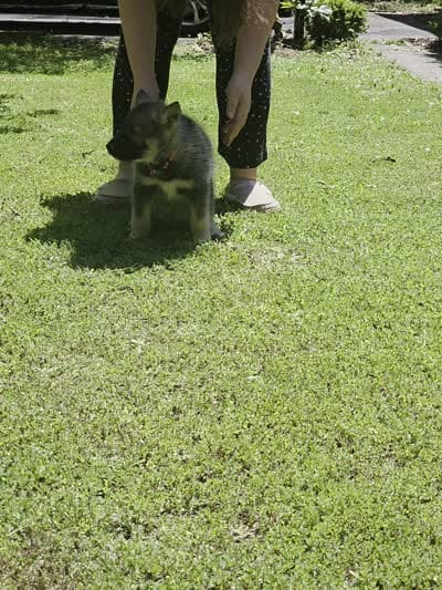 PINK collar, a female Alaskan Malamute and Norwegian Elkhound for sale in King George, VA – 4 of 4