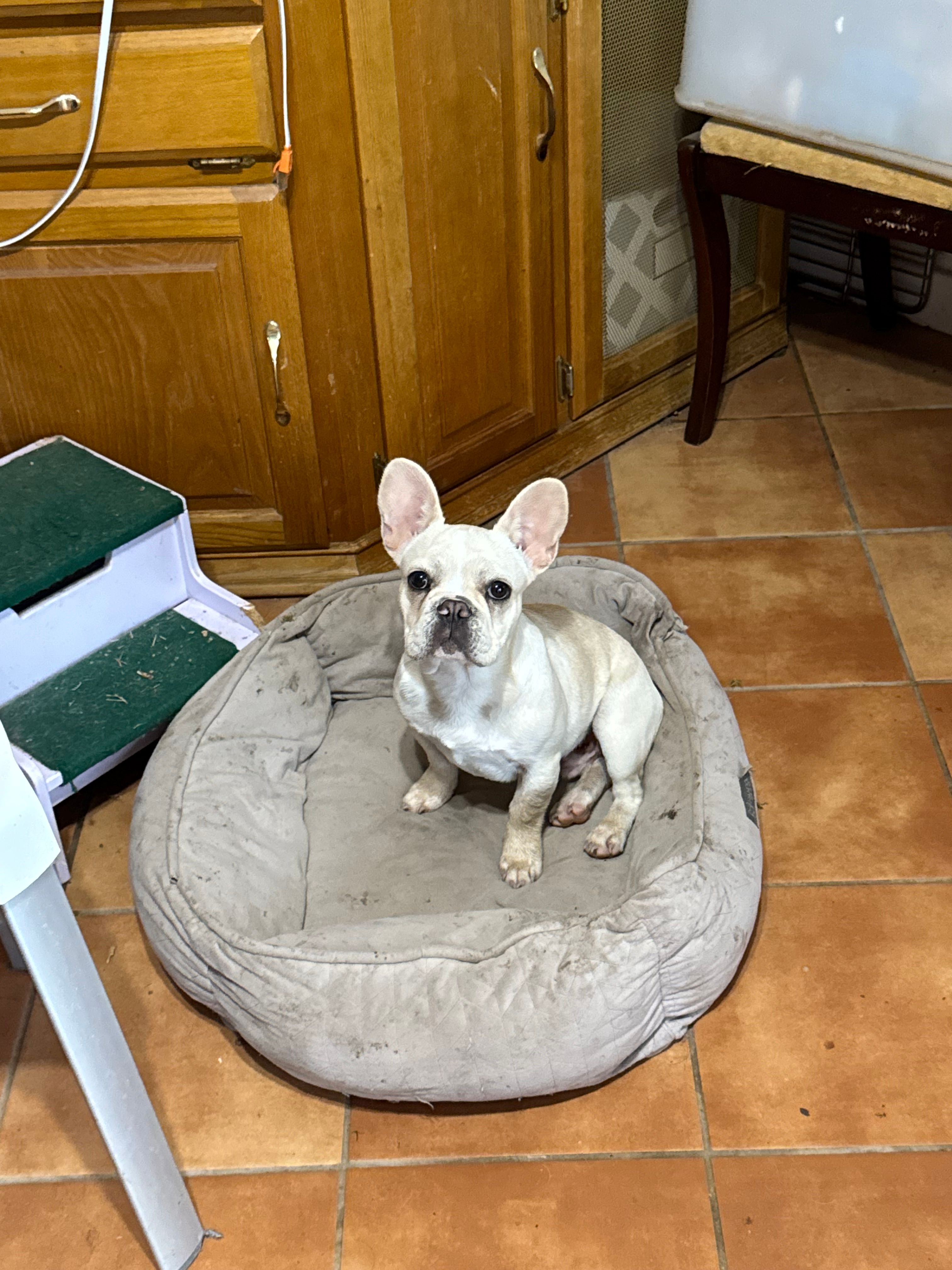 Banco – French Bulldog puppy for sale in Fort Worth, TX
