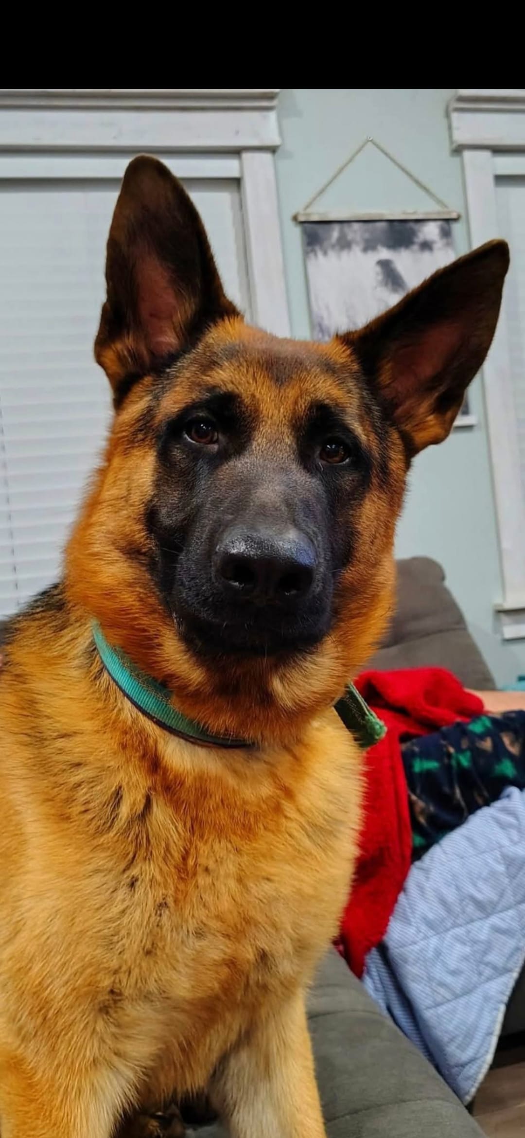 Brazyn – German Shepherd Dog puppy for sale in Penhook, VA