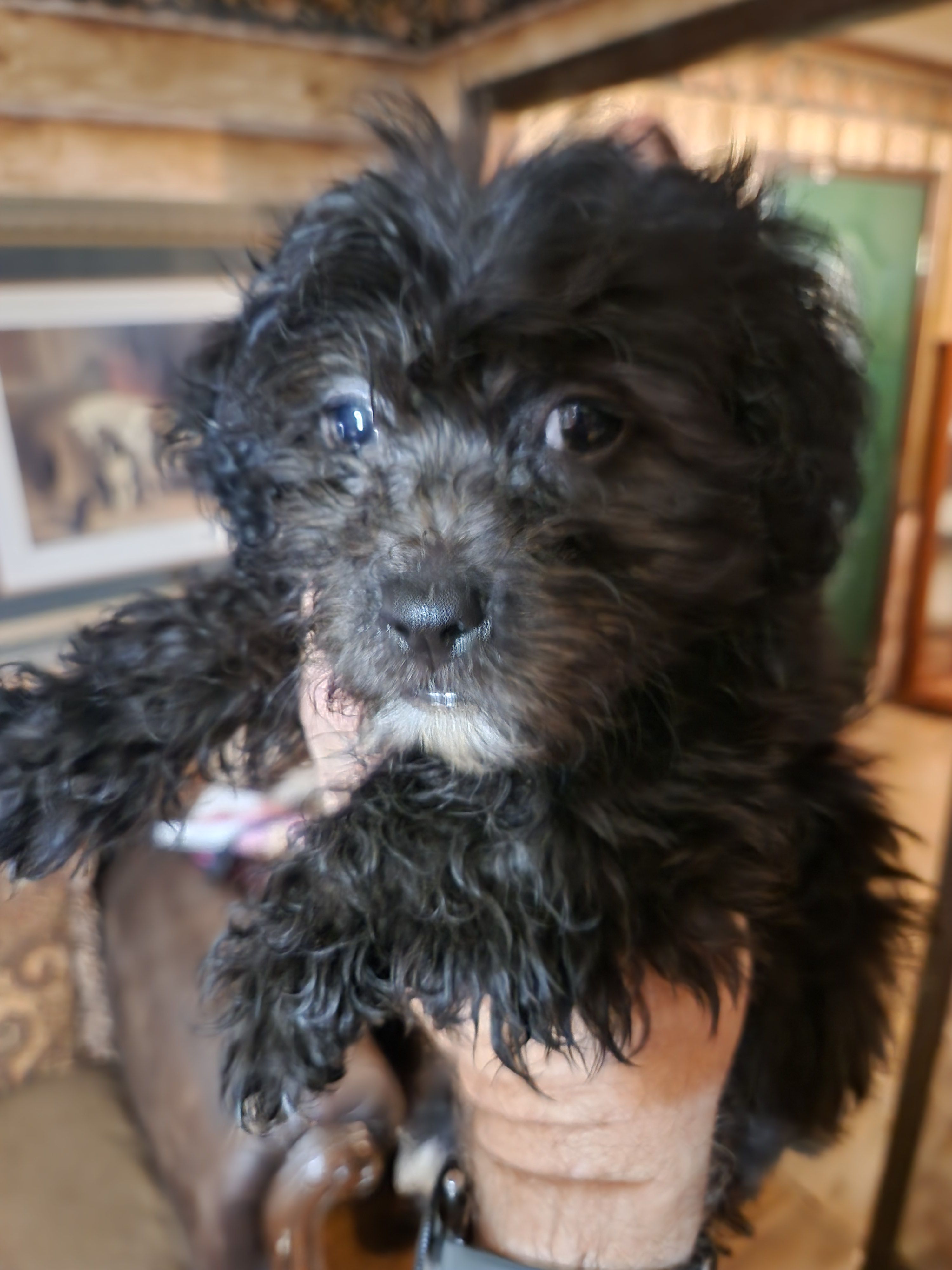 Male shorkie poo – Yorkipoo, Shih Tzu puppy for sale in Corinth, MS