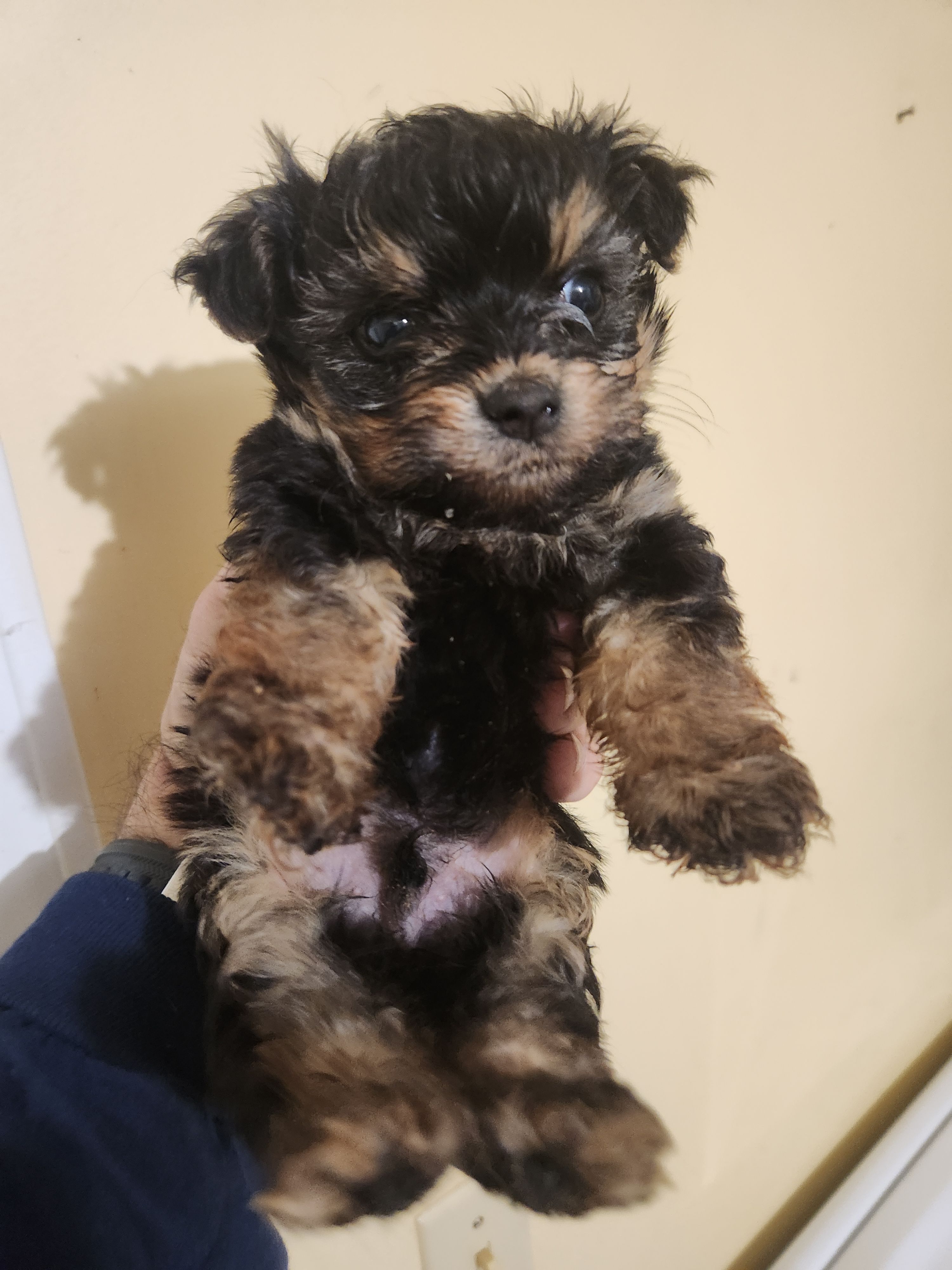 Male morkie 2 – Morkie puppy for sale in Corinth, MS