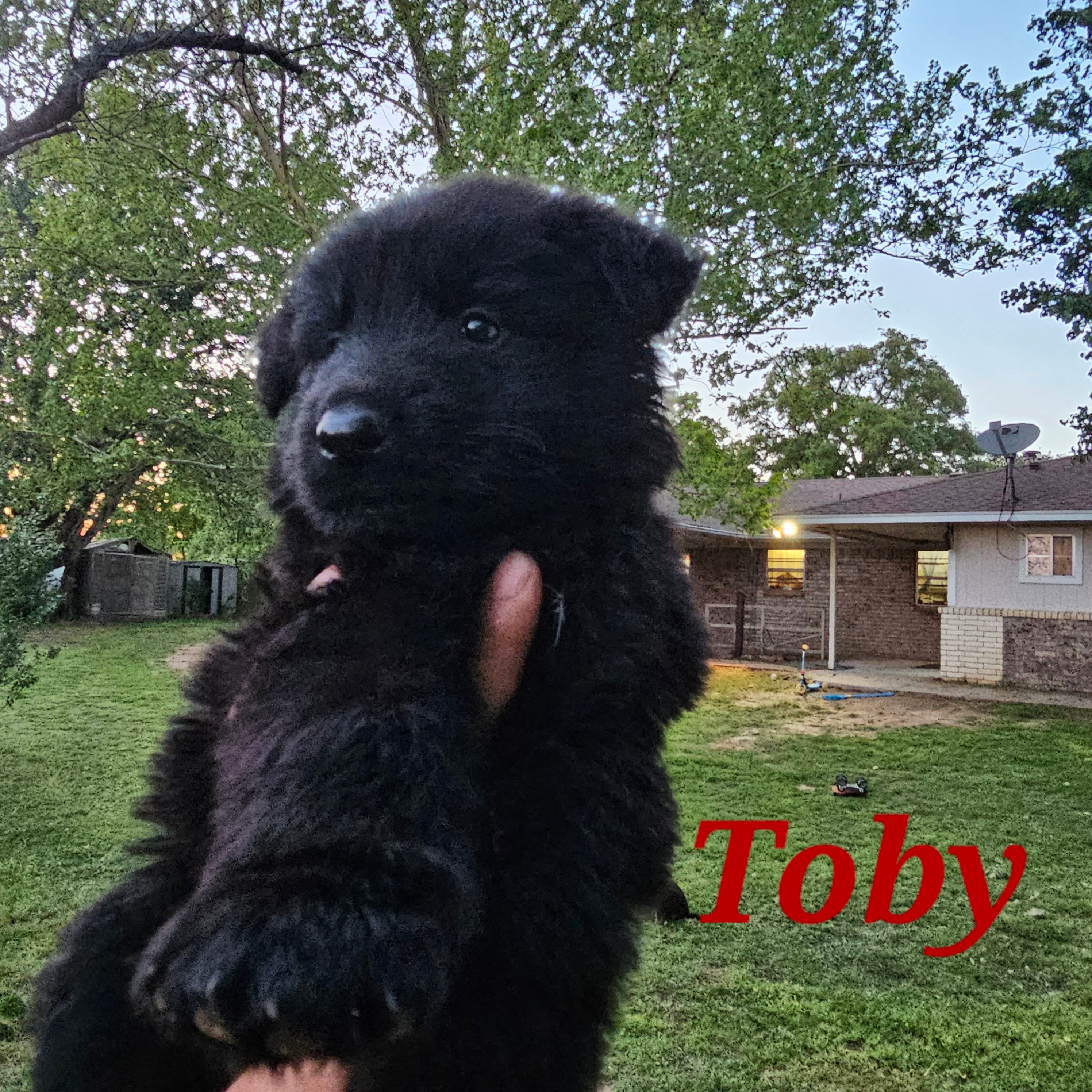 Toby – German Shepherd Dog puppy for sale in Shawnee, OK