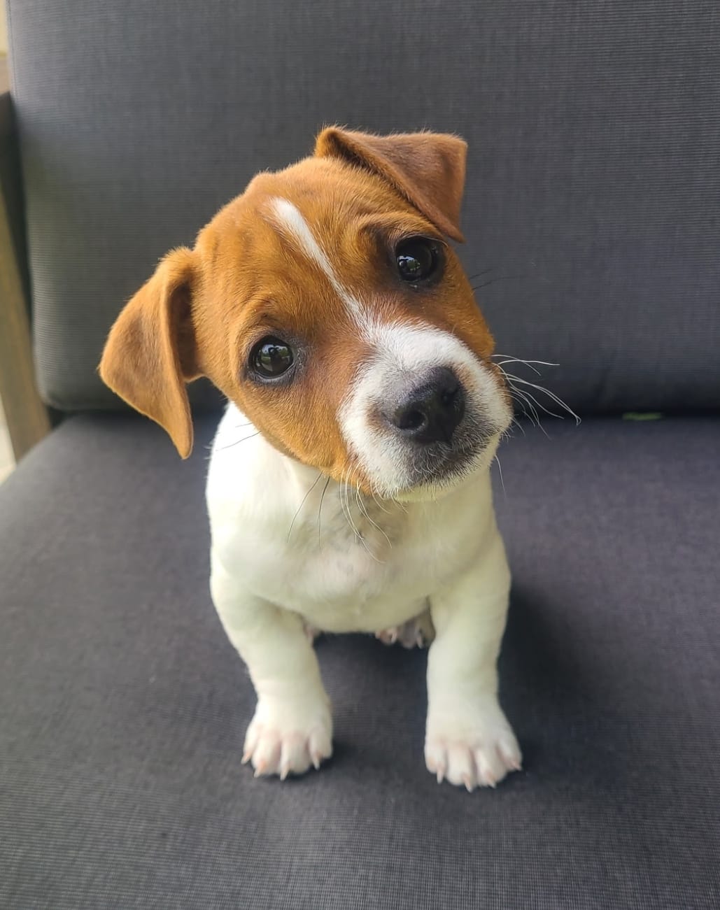 Bella – Jack Russell Terrier puppy for sale in Holmesville, OH