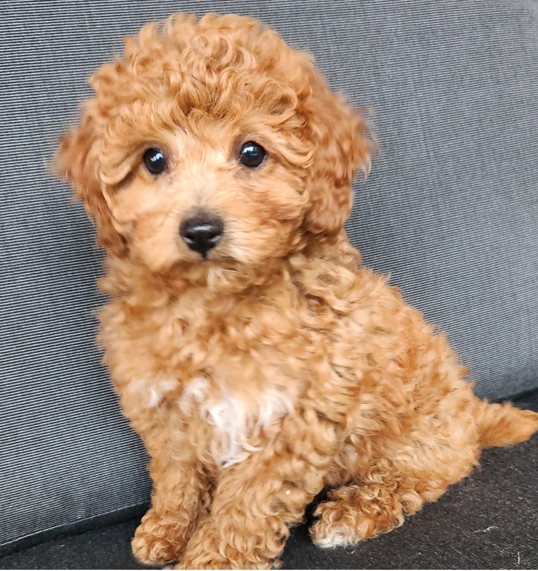 Skye – Poodle - Toy , Poodle - Miniature  puppy for sale in Holmesville, OH