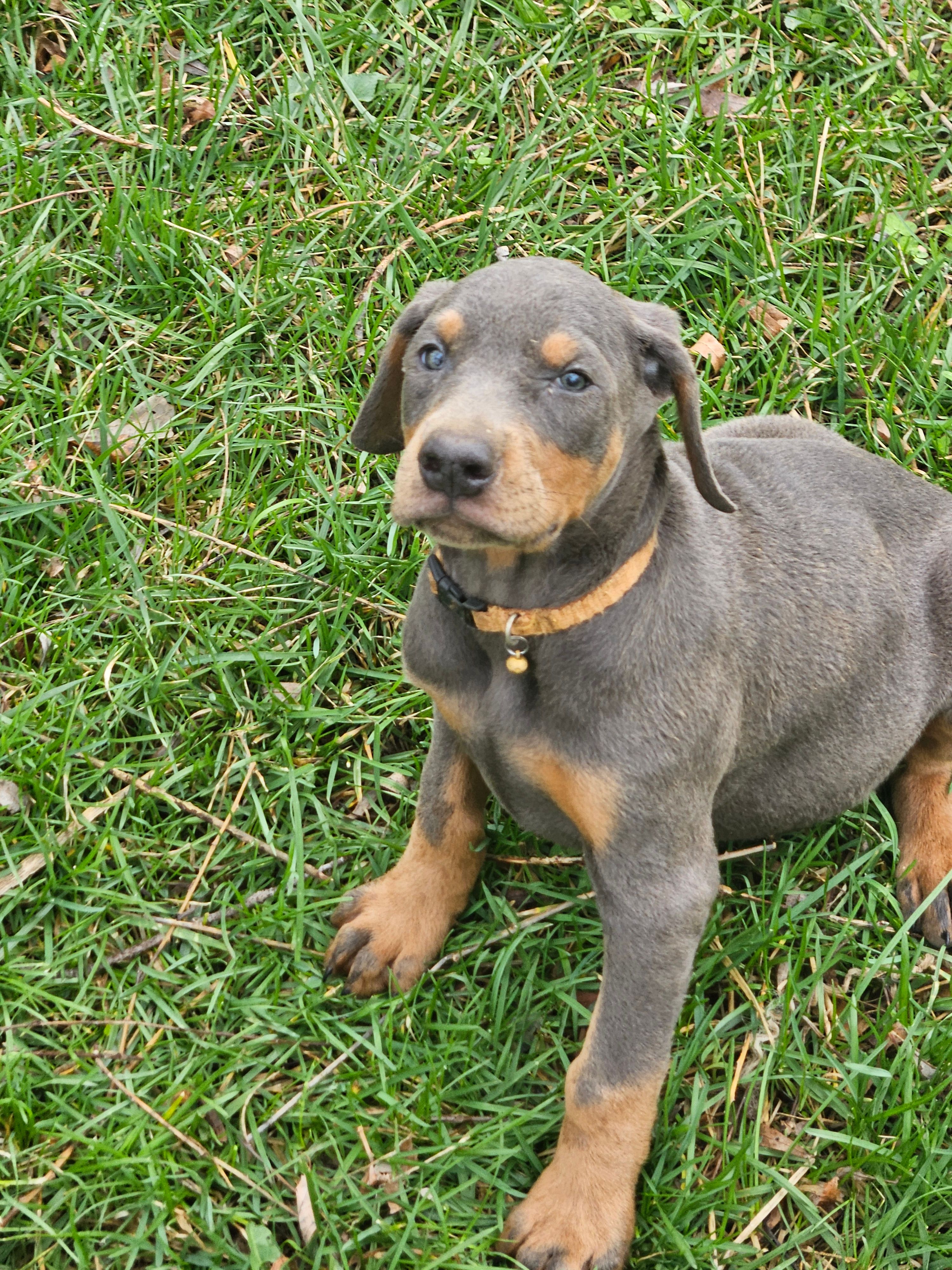 Orange Collar-Blue Female  – Doberman Pinscher puppy for sale in Platteville, WI