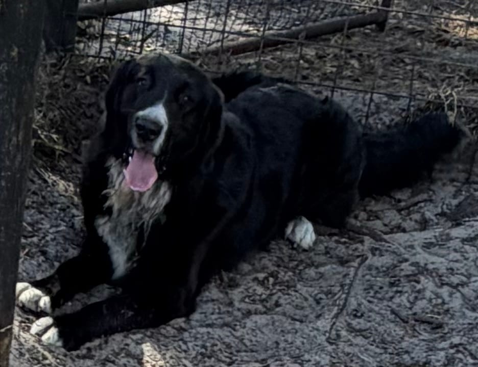 Po – Newfoundland puppy for sale in Lakeland, FL