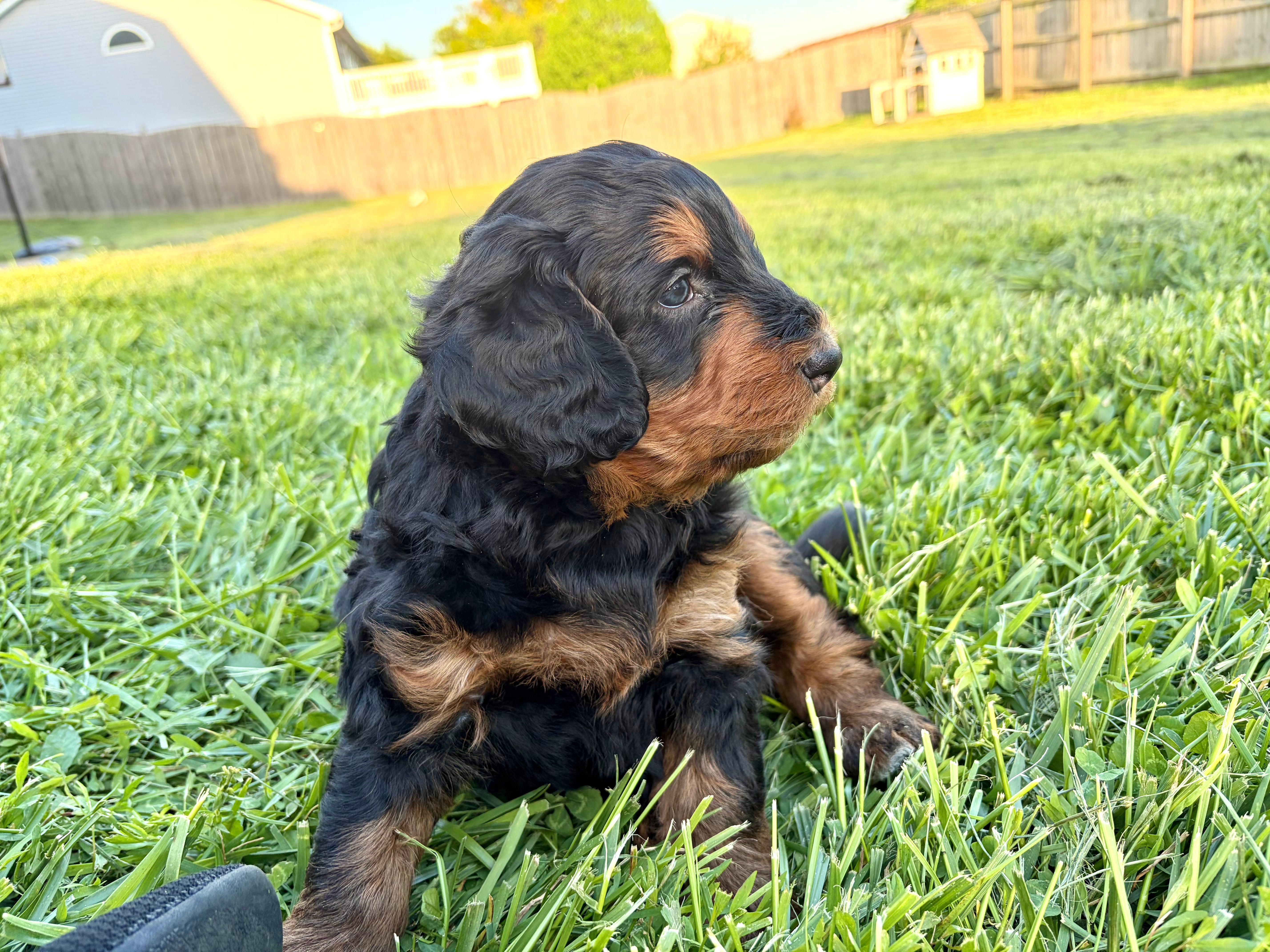 S’More – Bernedoodle puppy for sale in O Fallon, MO