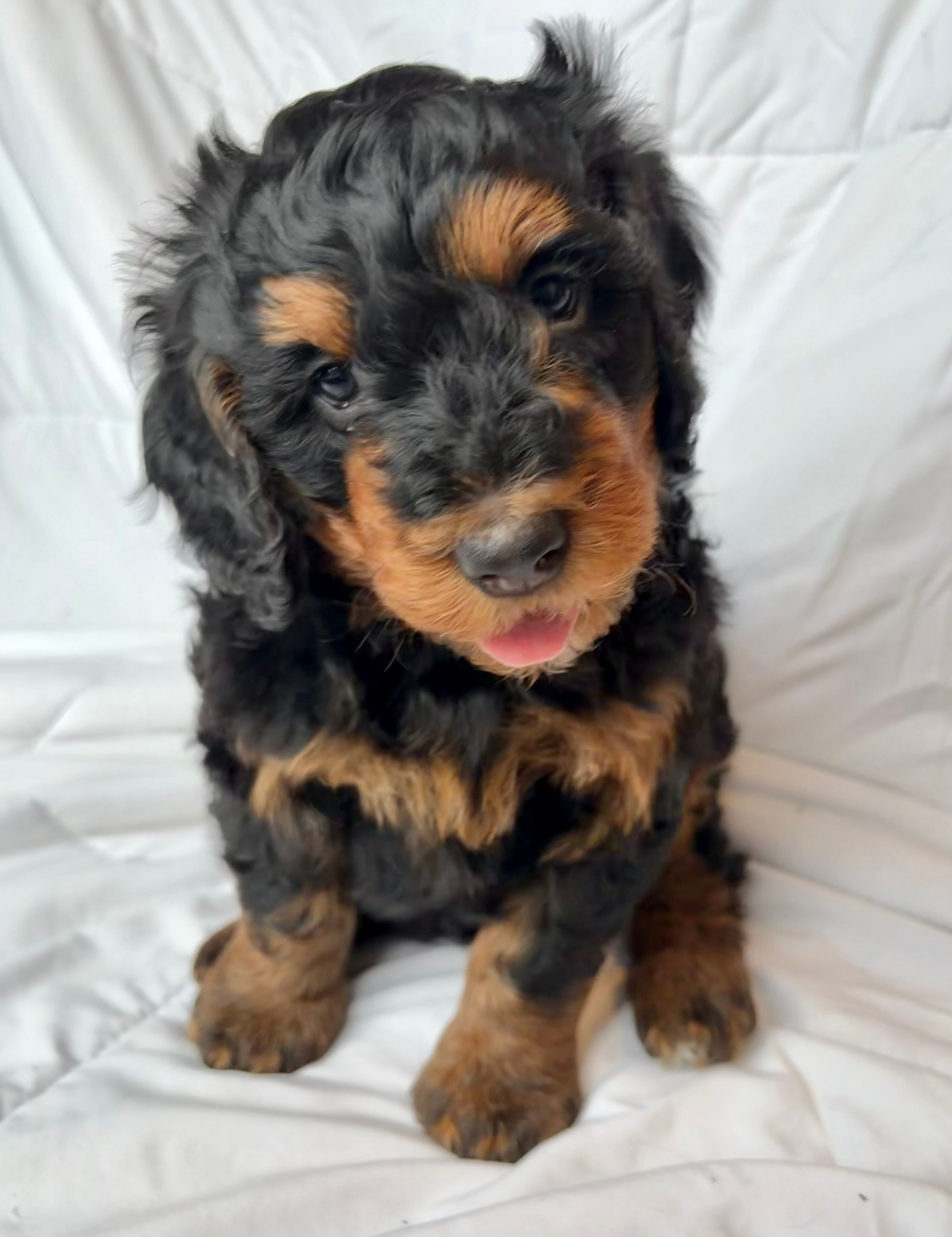 S’More – Bernedoodle puppy for sale in O Fallon, MO