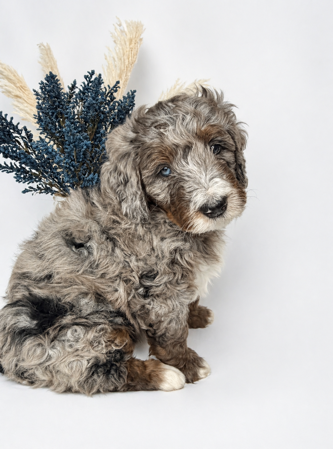 Oakley  – Bernedoodle puppy for sale in O Fallon, MO