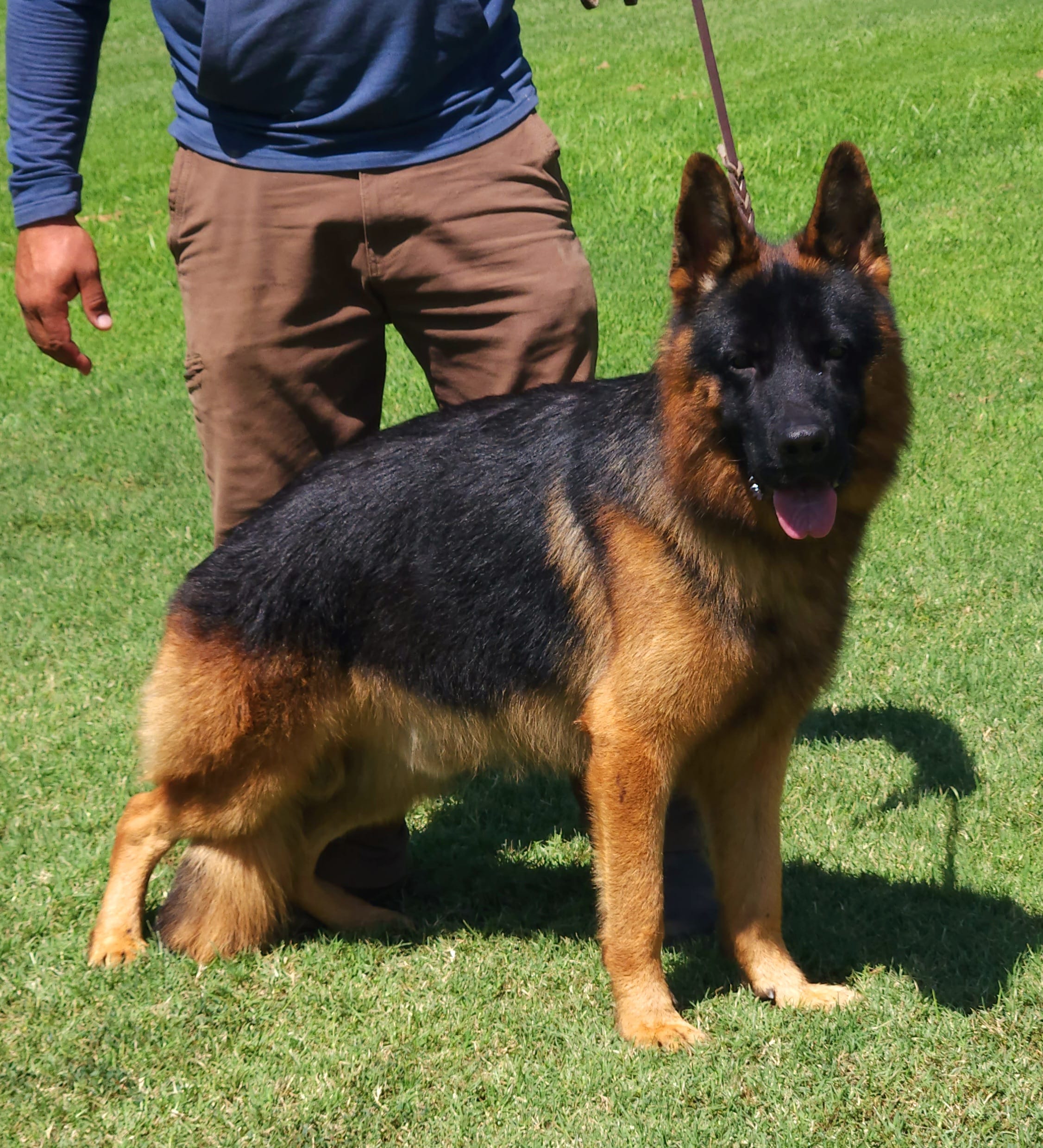 ROLEX  – German Shepherd Dog puppy for sale in Bakersfield, CA