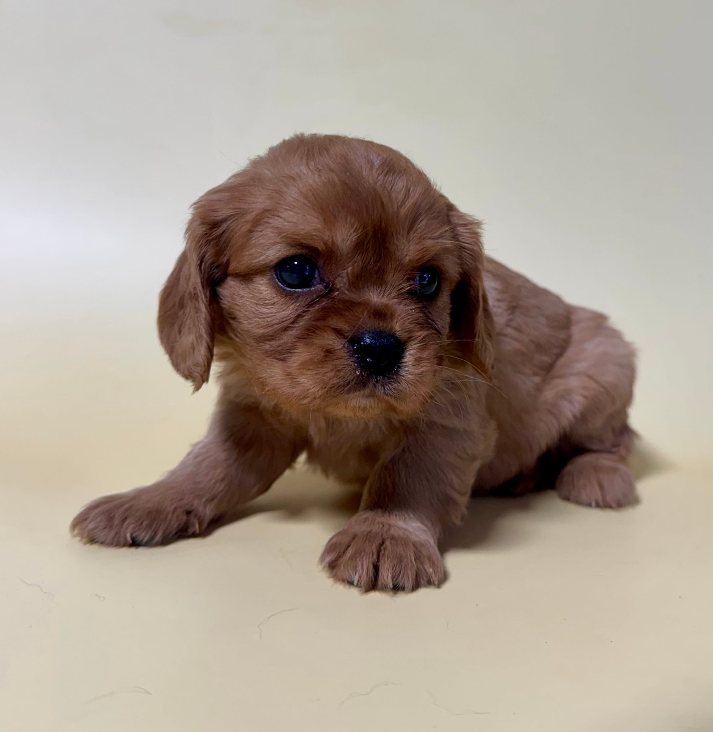 Davy – Cavalier King Charles Spaniel puppy for sale in Dora, MO