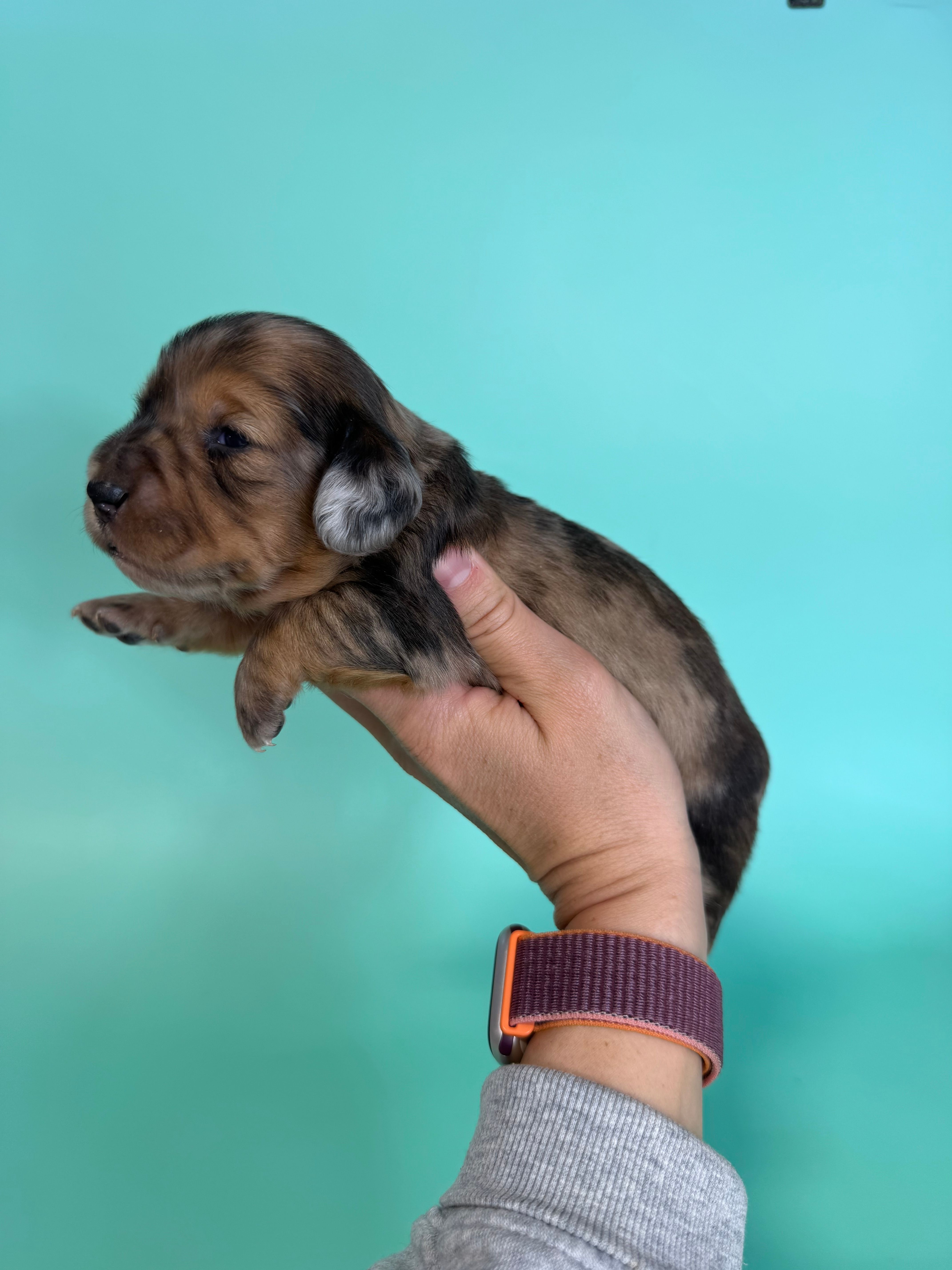 Keith – Miniature Dachshund puppy for sale in Dora, MO