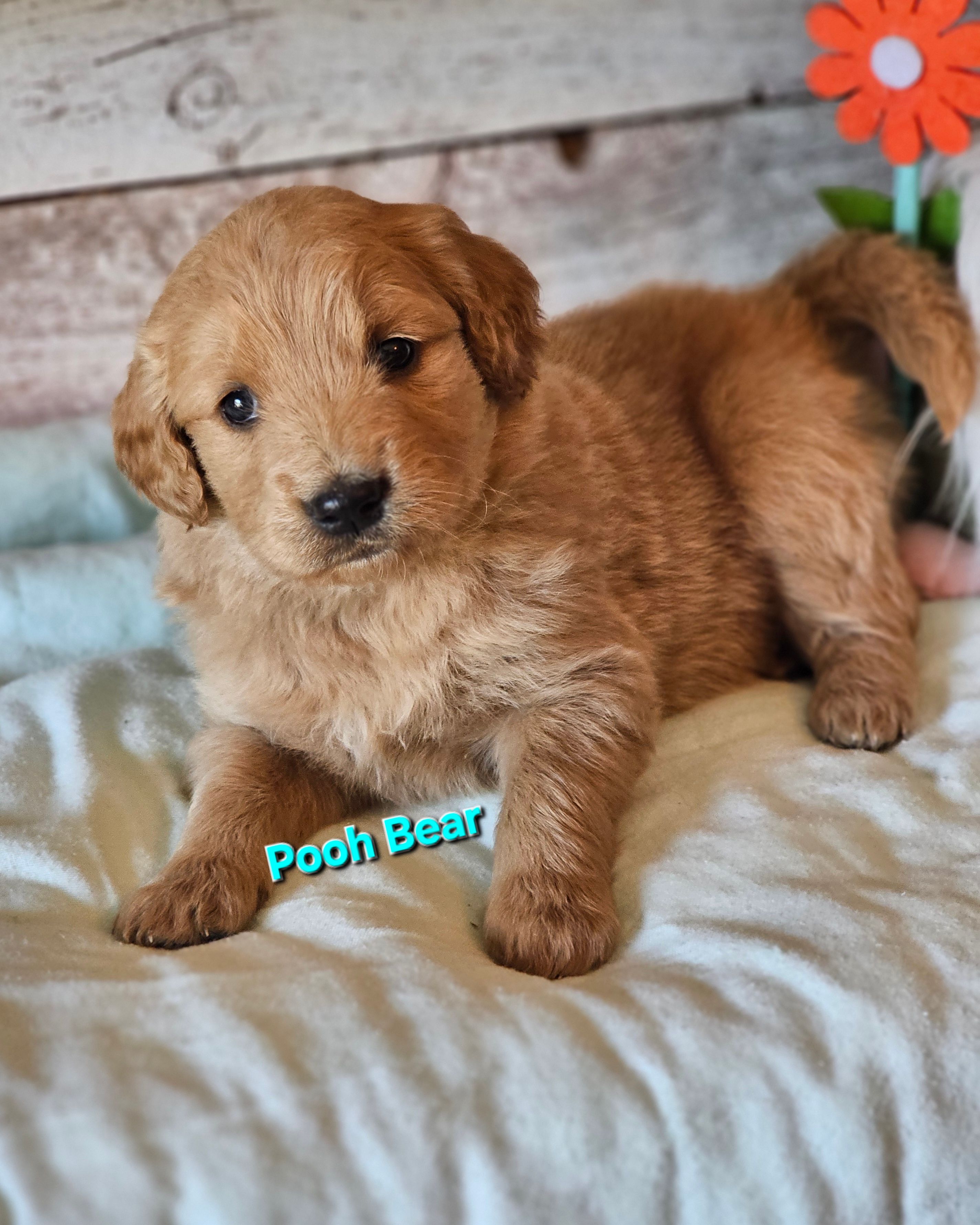 Pooh Bear – Goldendoodle puppy for sale in Minerva, OH