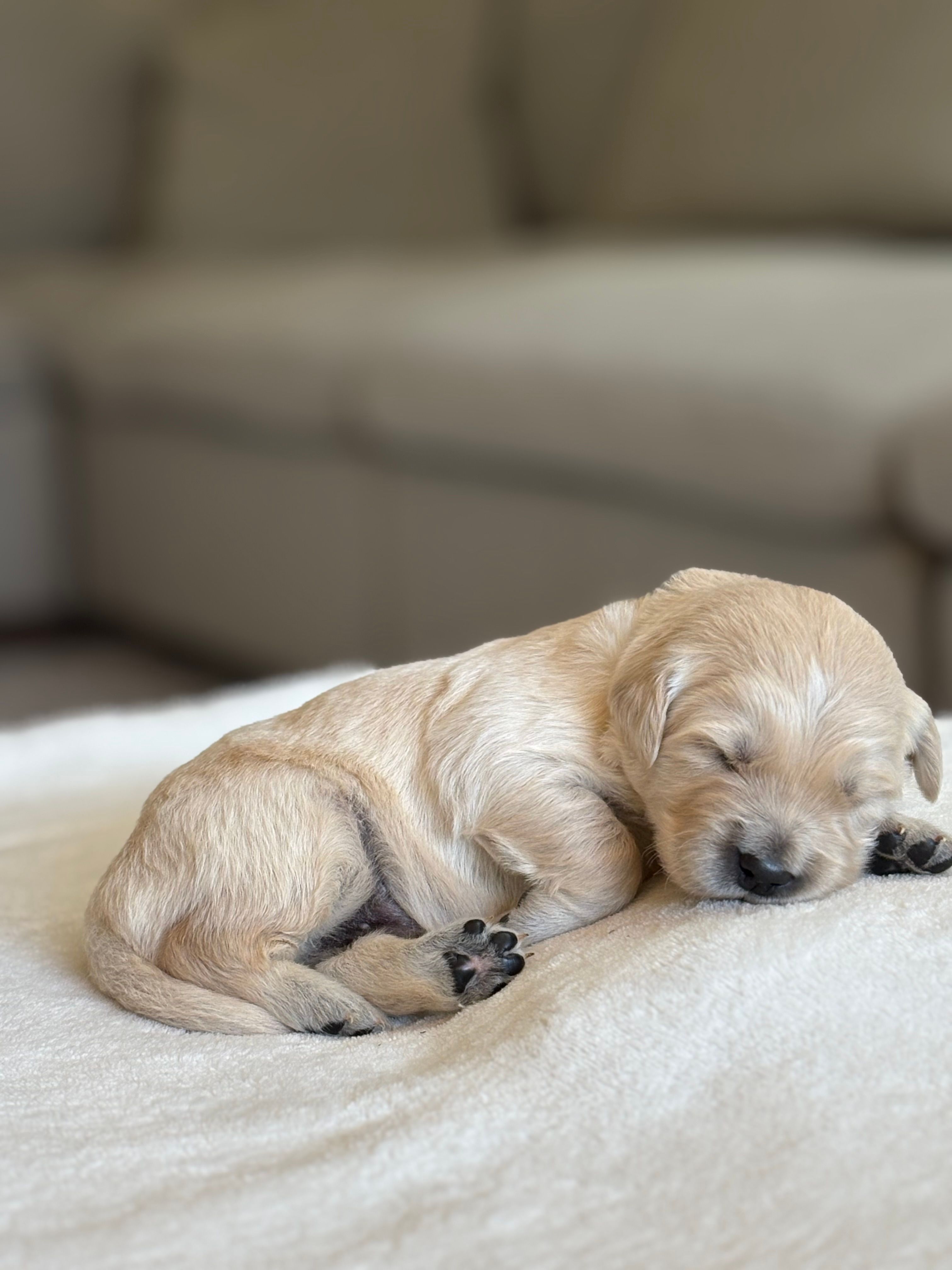 “Blue”  – English Cream Golden Retriever puppy for sale in Happy Valley, OR