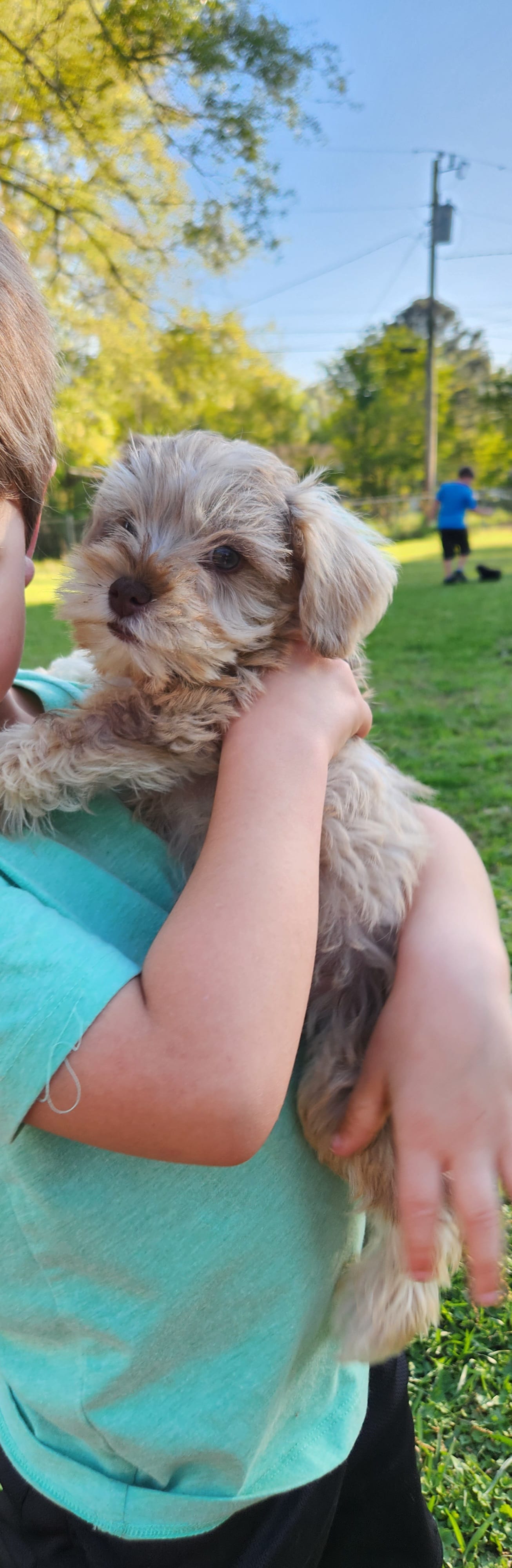 Cookie  – Miniature Schnauzer puppy for sale in Cullman, AL