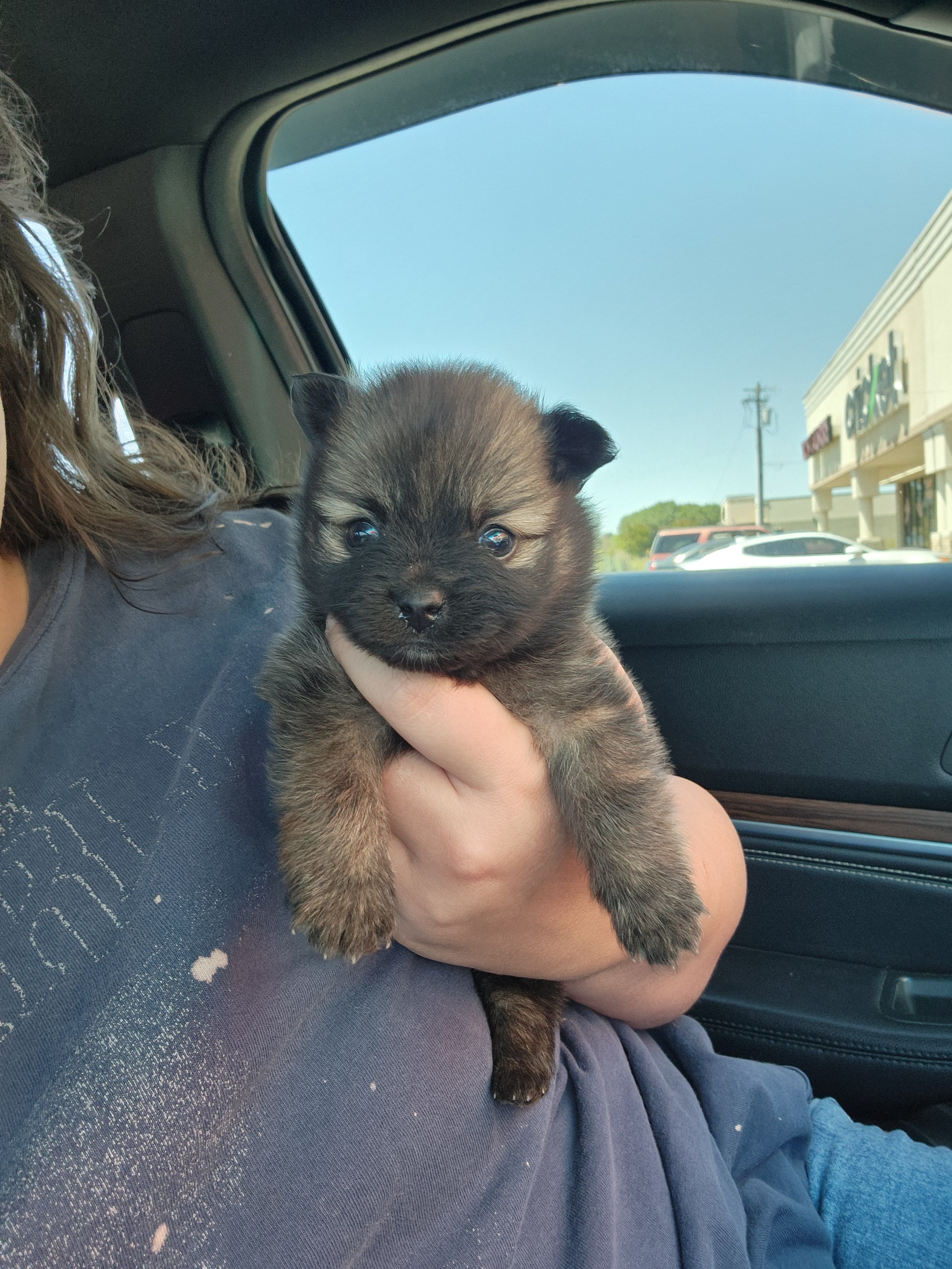 Boy 3  – Pomeranian puppy for sale in Cullman, AL