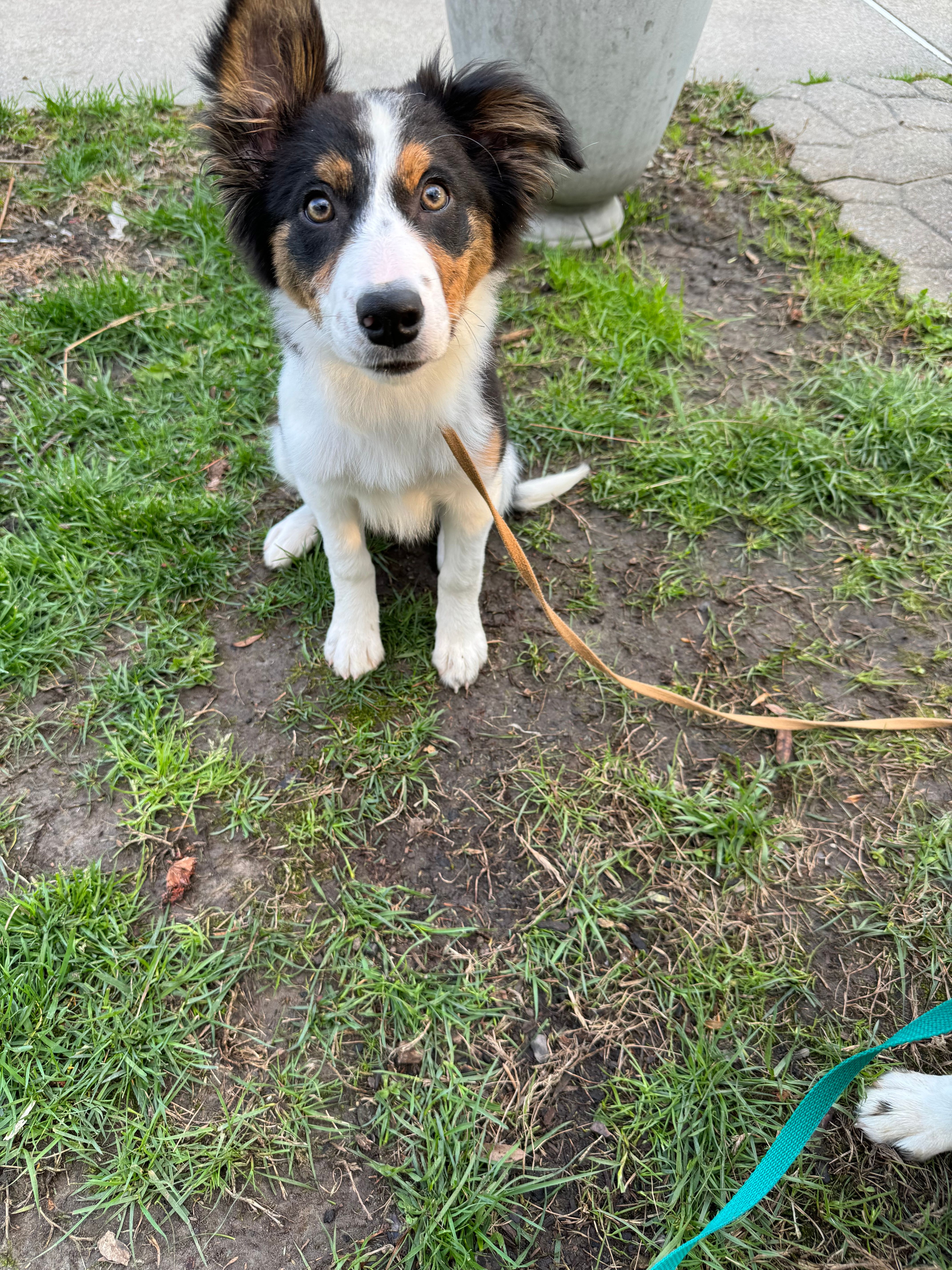 Five – Border Collie puppy for sale in Virginia Beach, VA