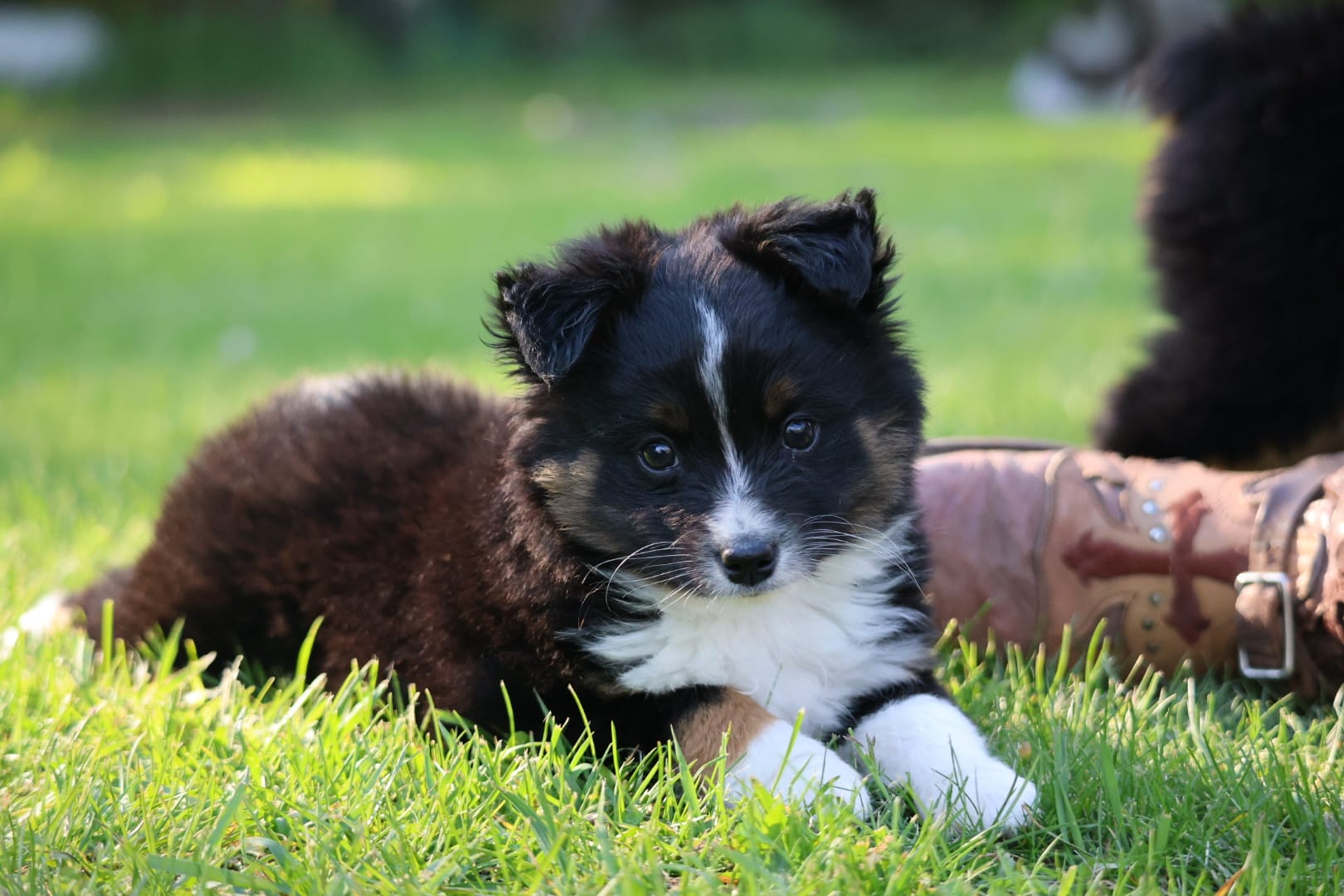 Uno  – Toy Australian Shepherd puppy for sale in Lake City, MI