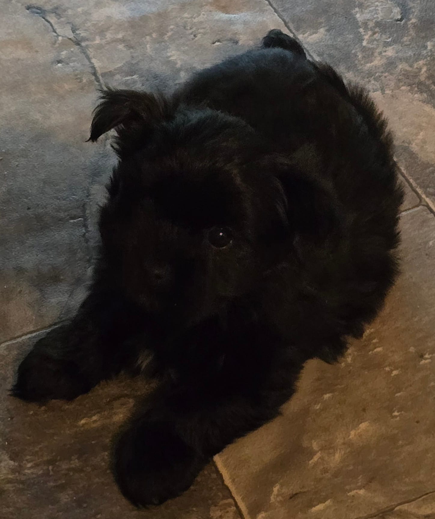 Jazzi – Yorkshire Terrier puppy for sale in Panama City Beach, FL