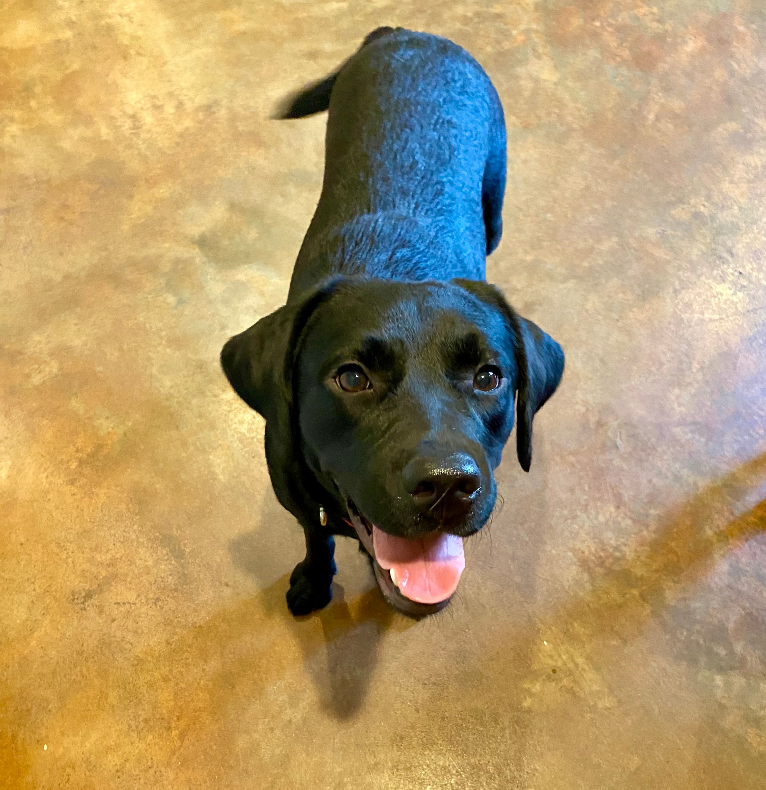 Dakota – Labrador Retriever puppy for sale in Albany, GA