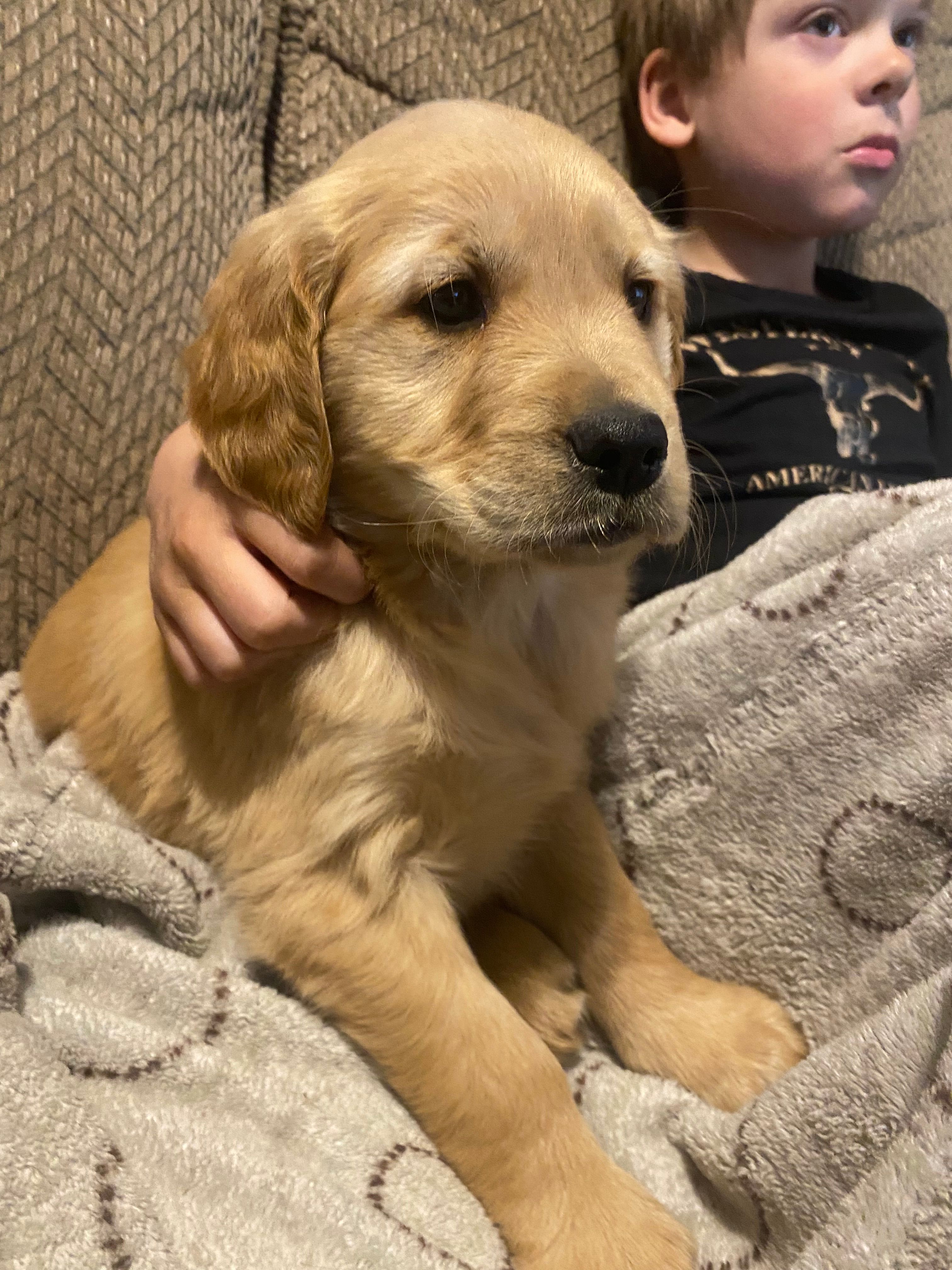 Candy – Golden Retriever puppy for sale in Fort Ripley, MN