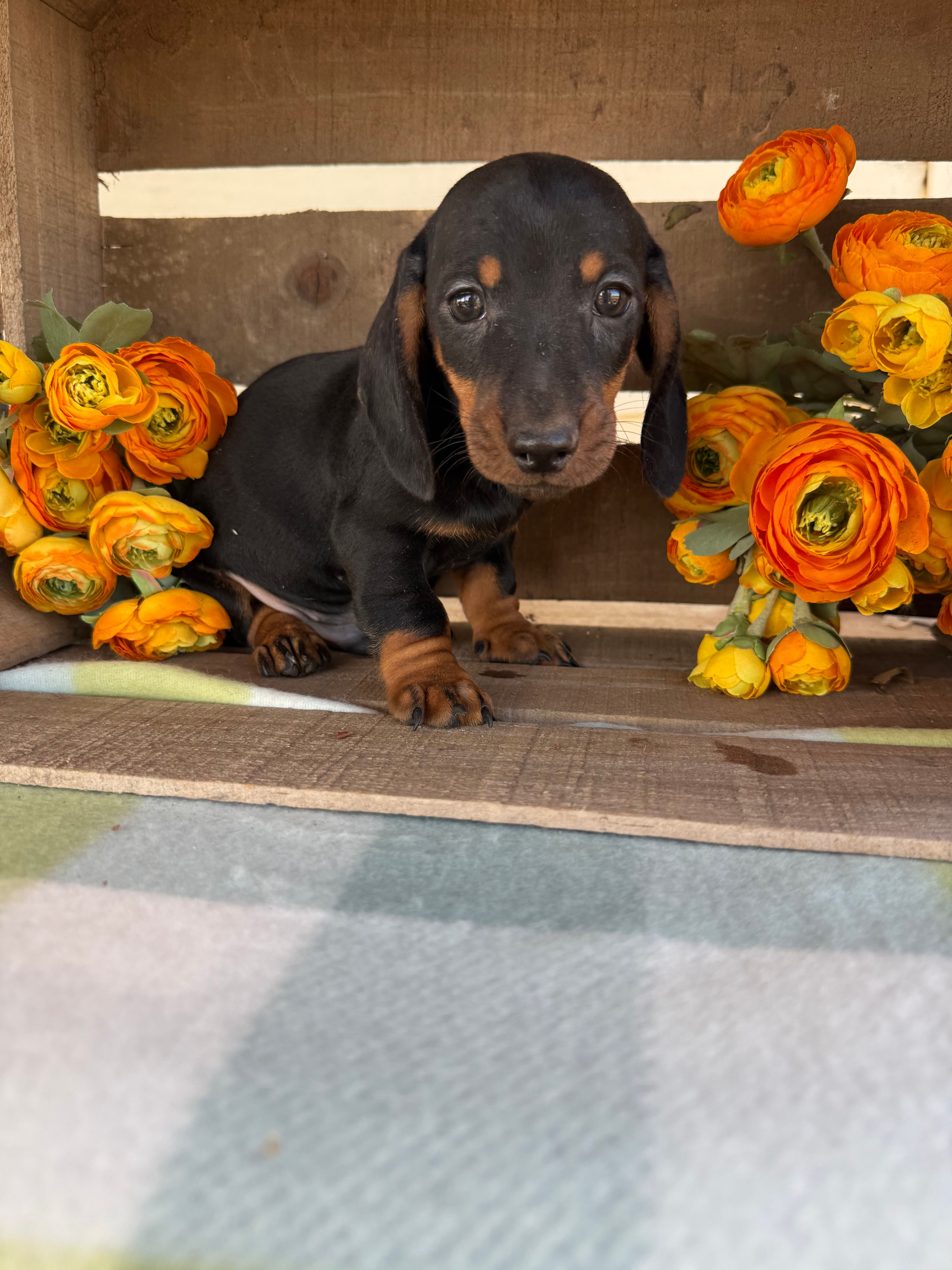 Bentley  – Miniature Dachshund puppy for sale in Perkins, OK