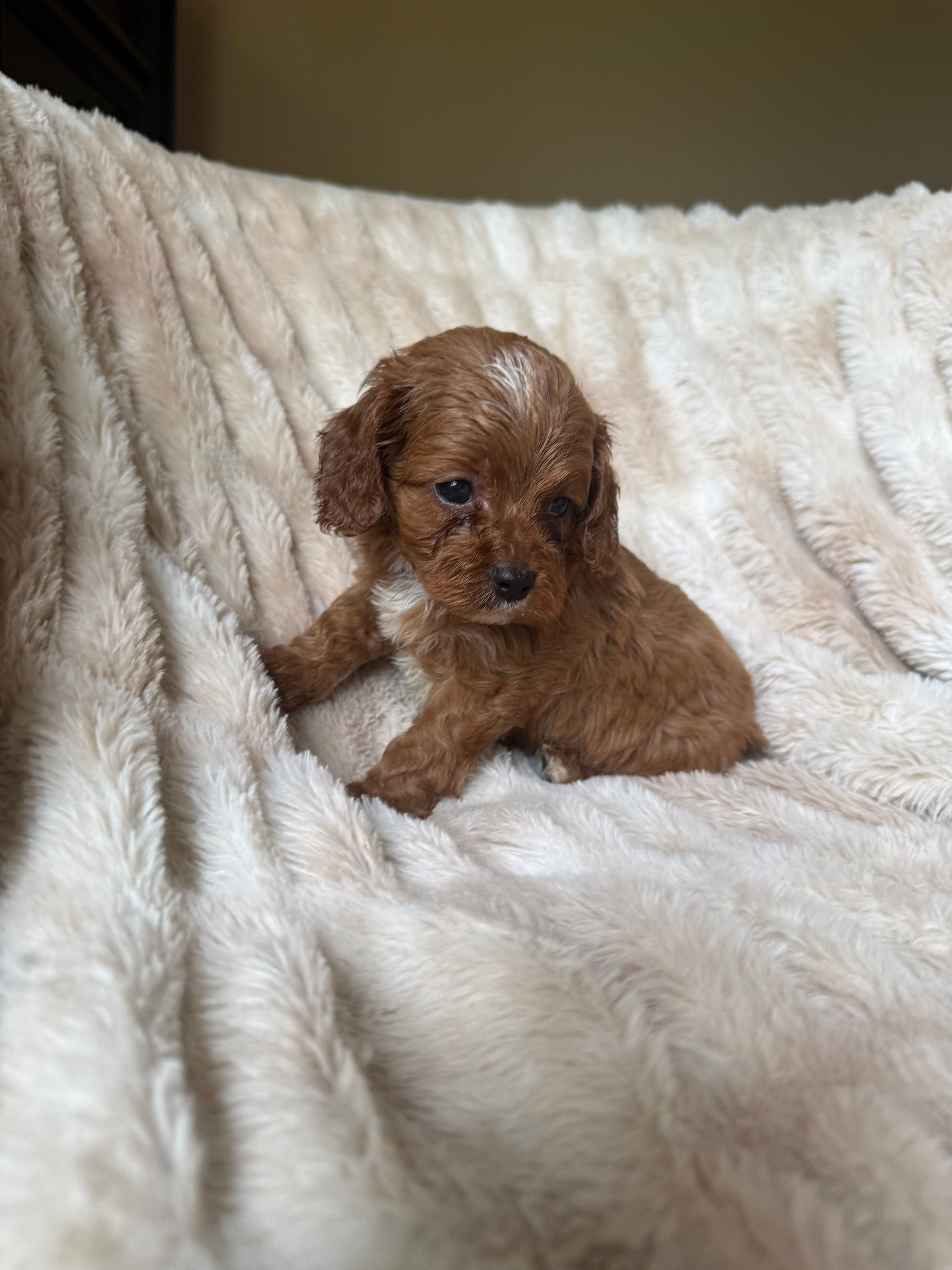 Duke  – Cavapoo puppy for sale in Perkins, OK
