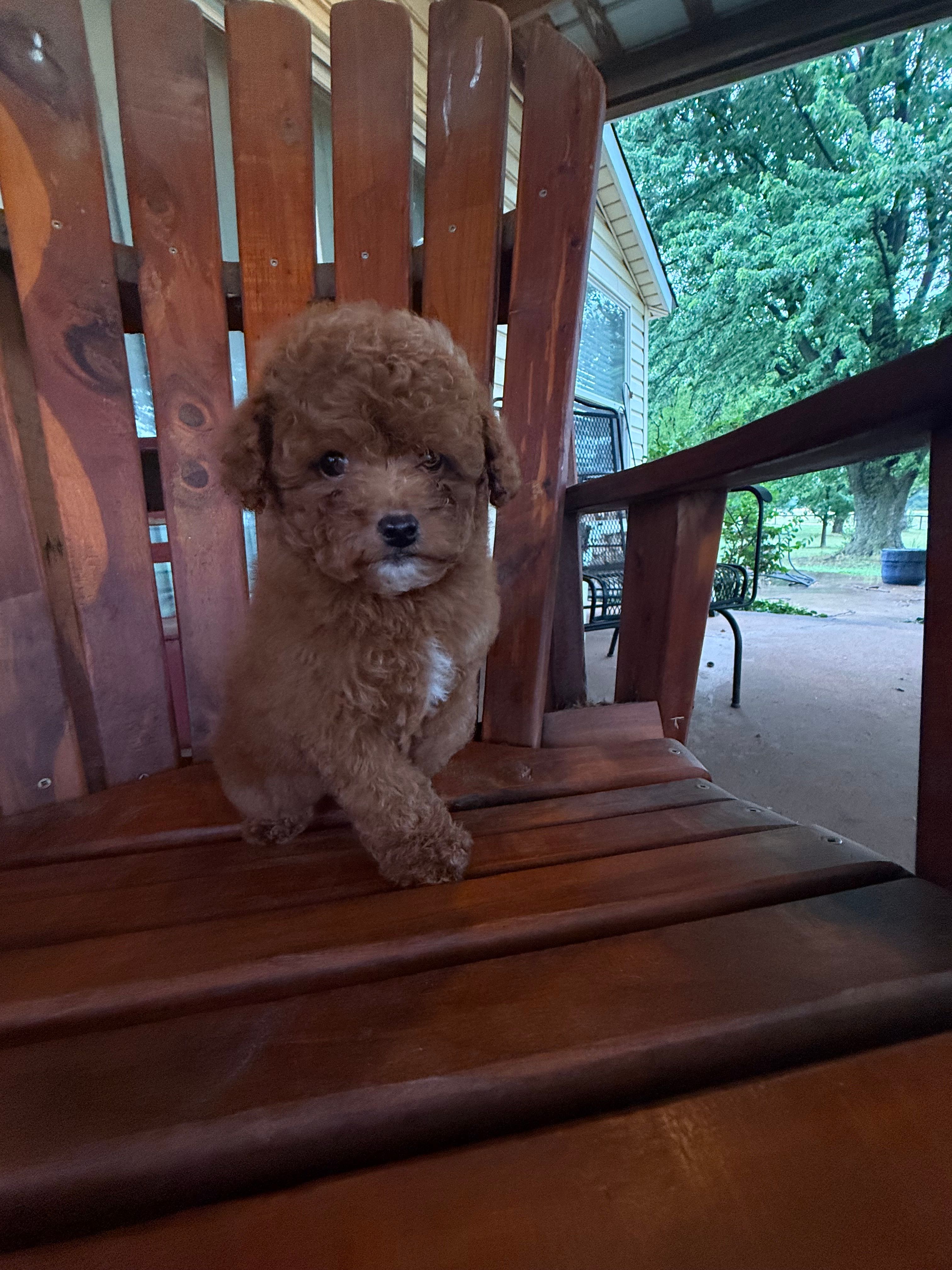 Ricardo – Poodle - Miniature  puppy for sale in Perkins, OK