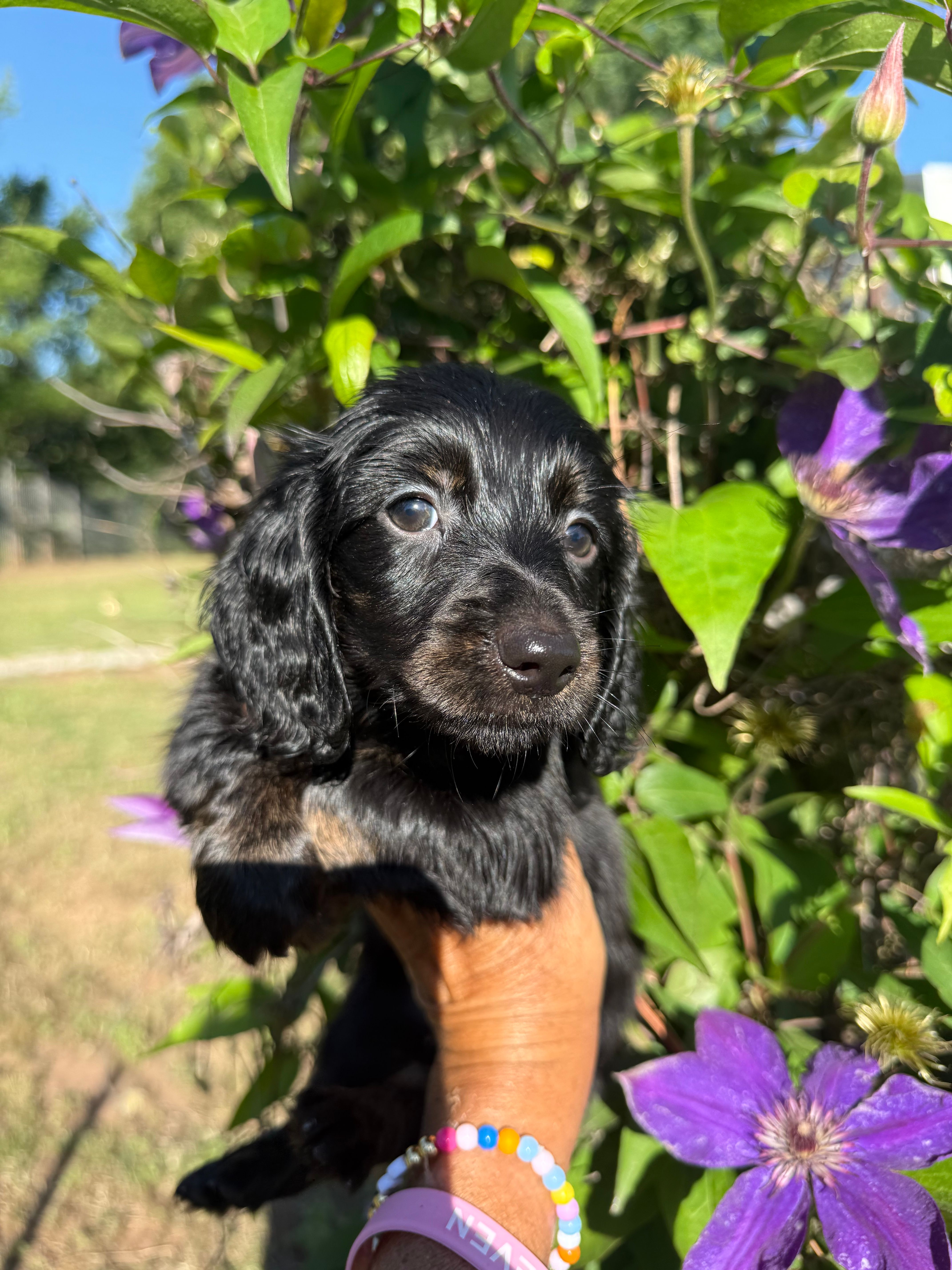 Sandy – Miniature Dachshund puppy for sale in Perkins, OK