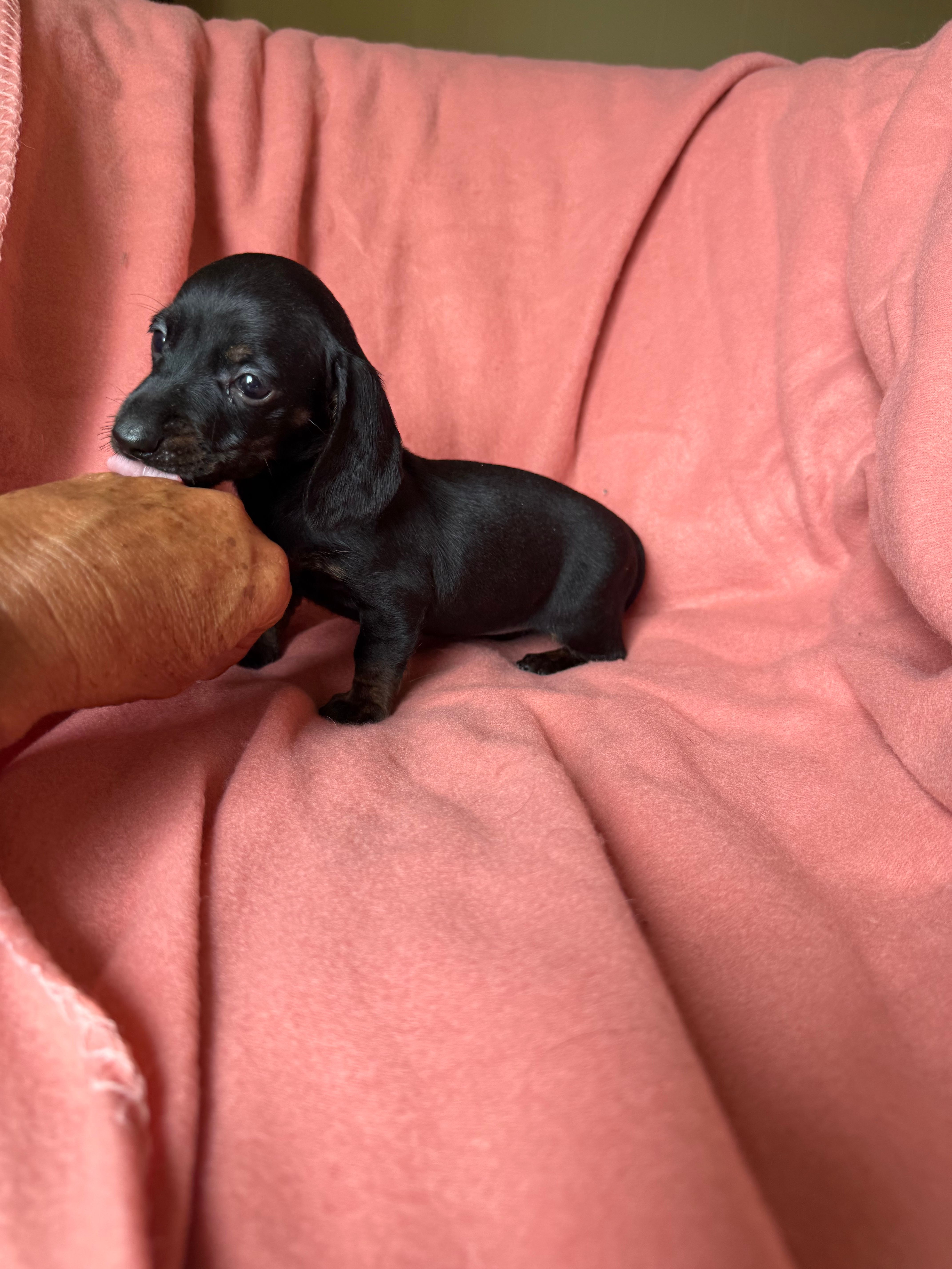 Sara – Miniature Dachshund puppy for sale in Perkins, OK