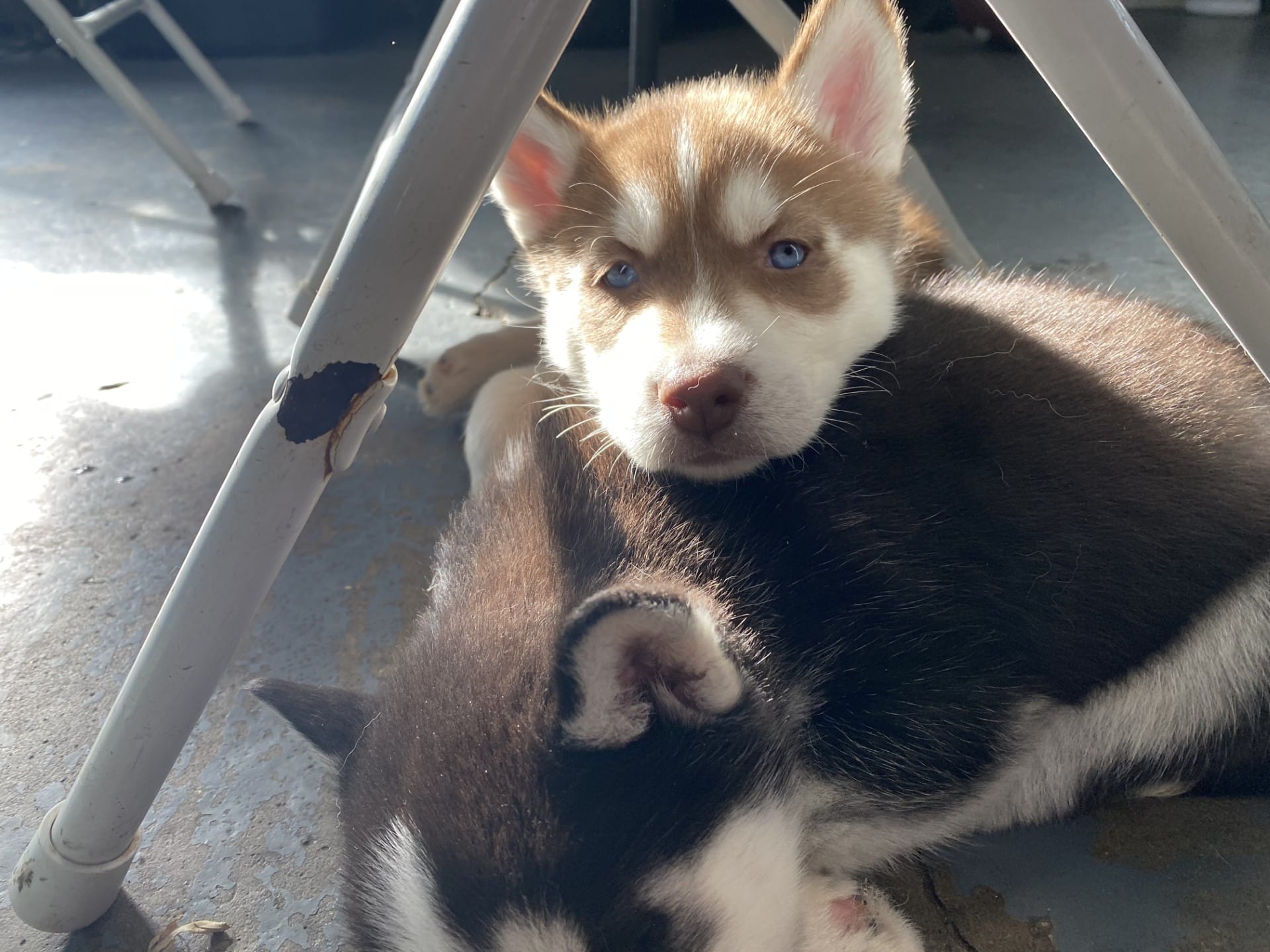 Raven – Siberian Husky puppy for sale in Monroe, MI