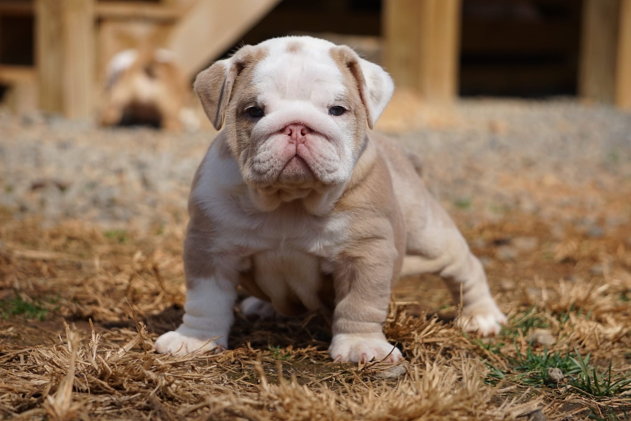 Flora-lilac fawn merle – English Bulldog puppy for sale in Louisa, VA