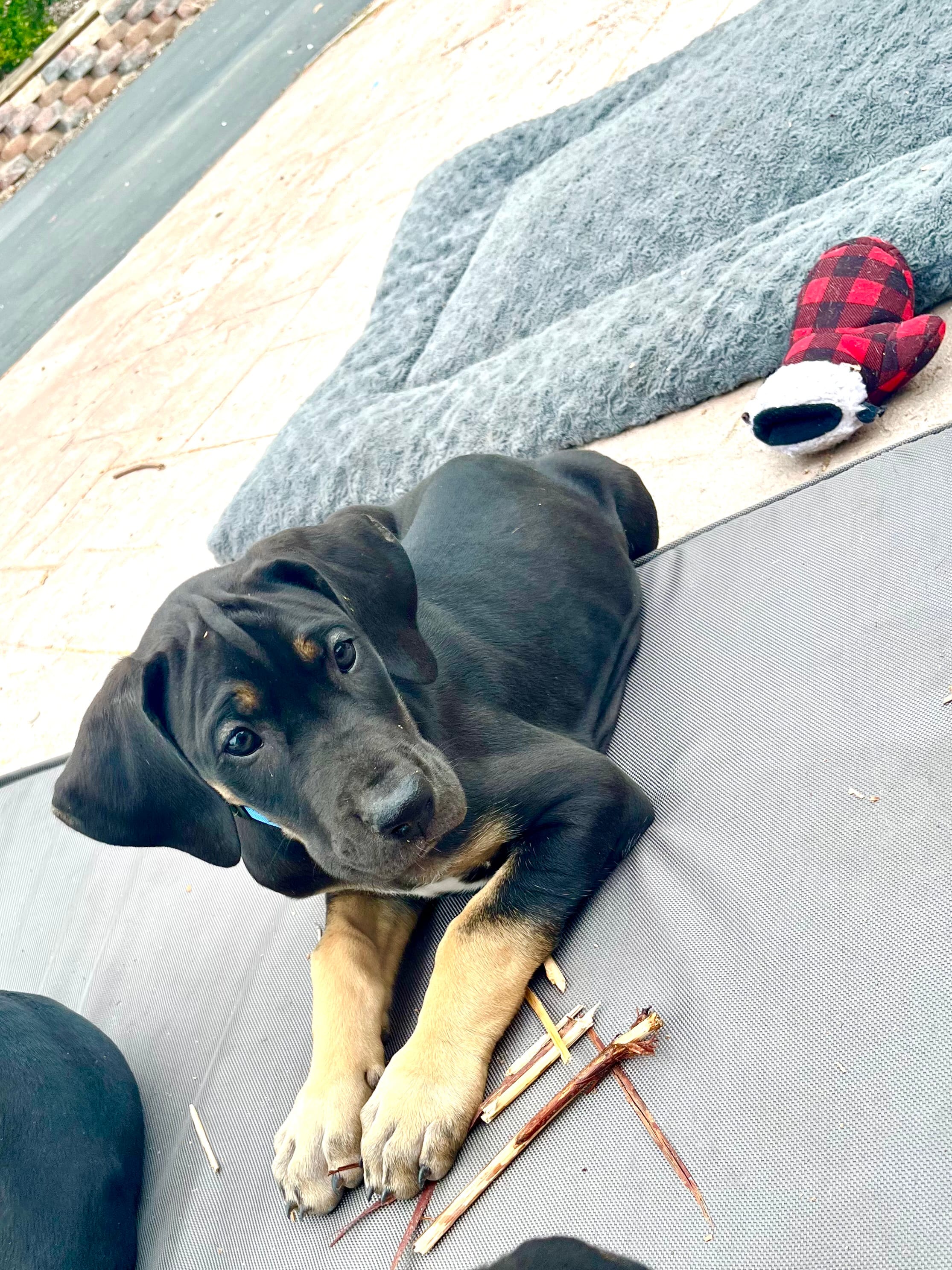 Ready for her new home. Bluey  – Great Dane puppy for sale in Temecula, CA