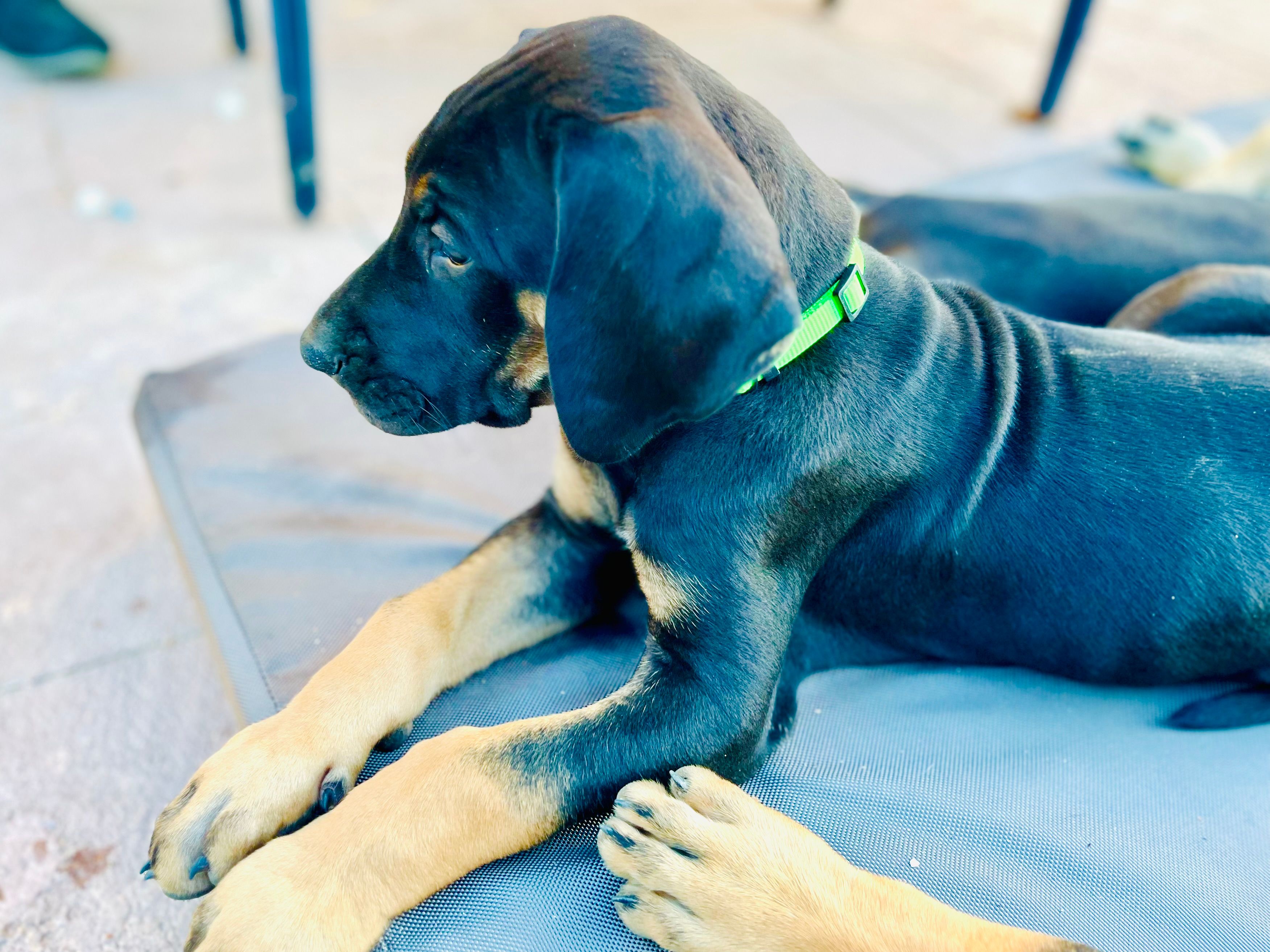 Ready for his new home. Rusty – Great Dane puppy for sale in Temecula, CA