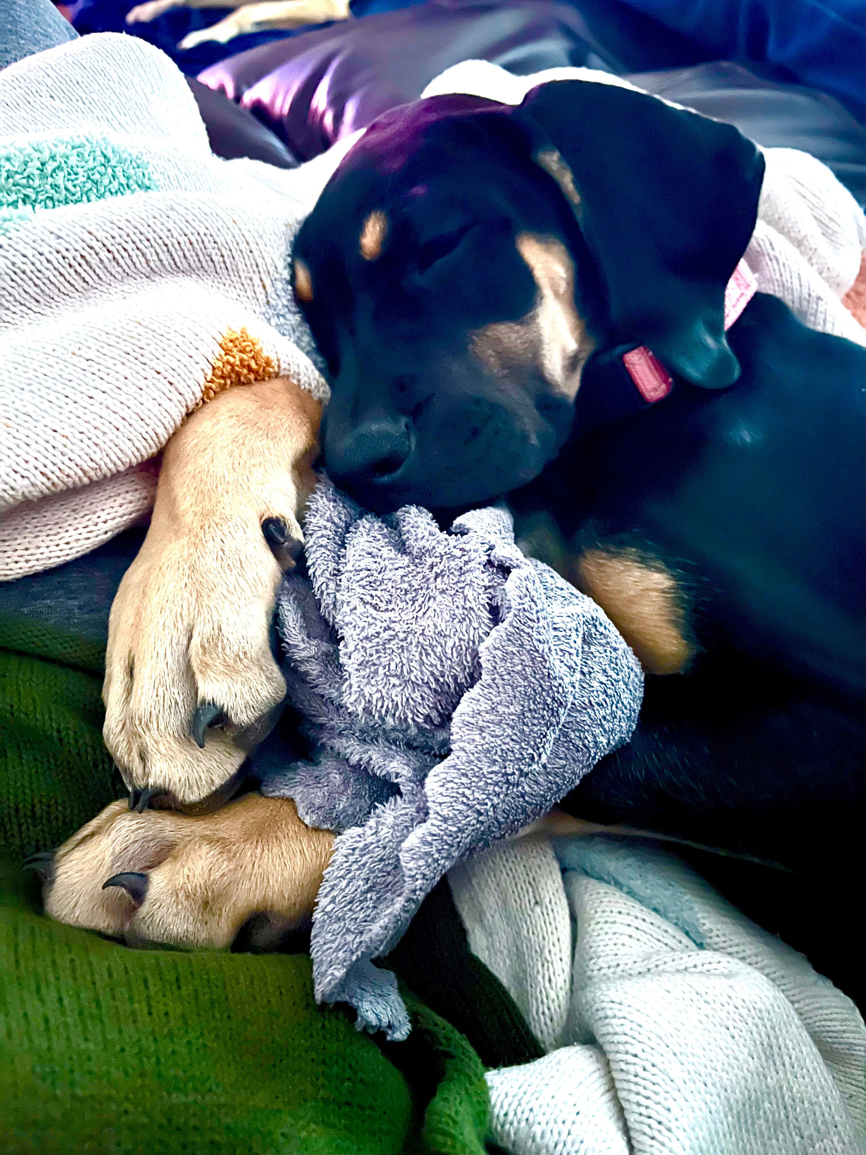 AKC. Ready for her new home. Pom Pom – Great Dane puppy for sale in Temecula, CA