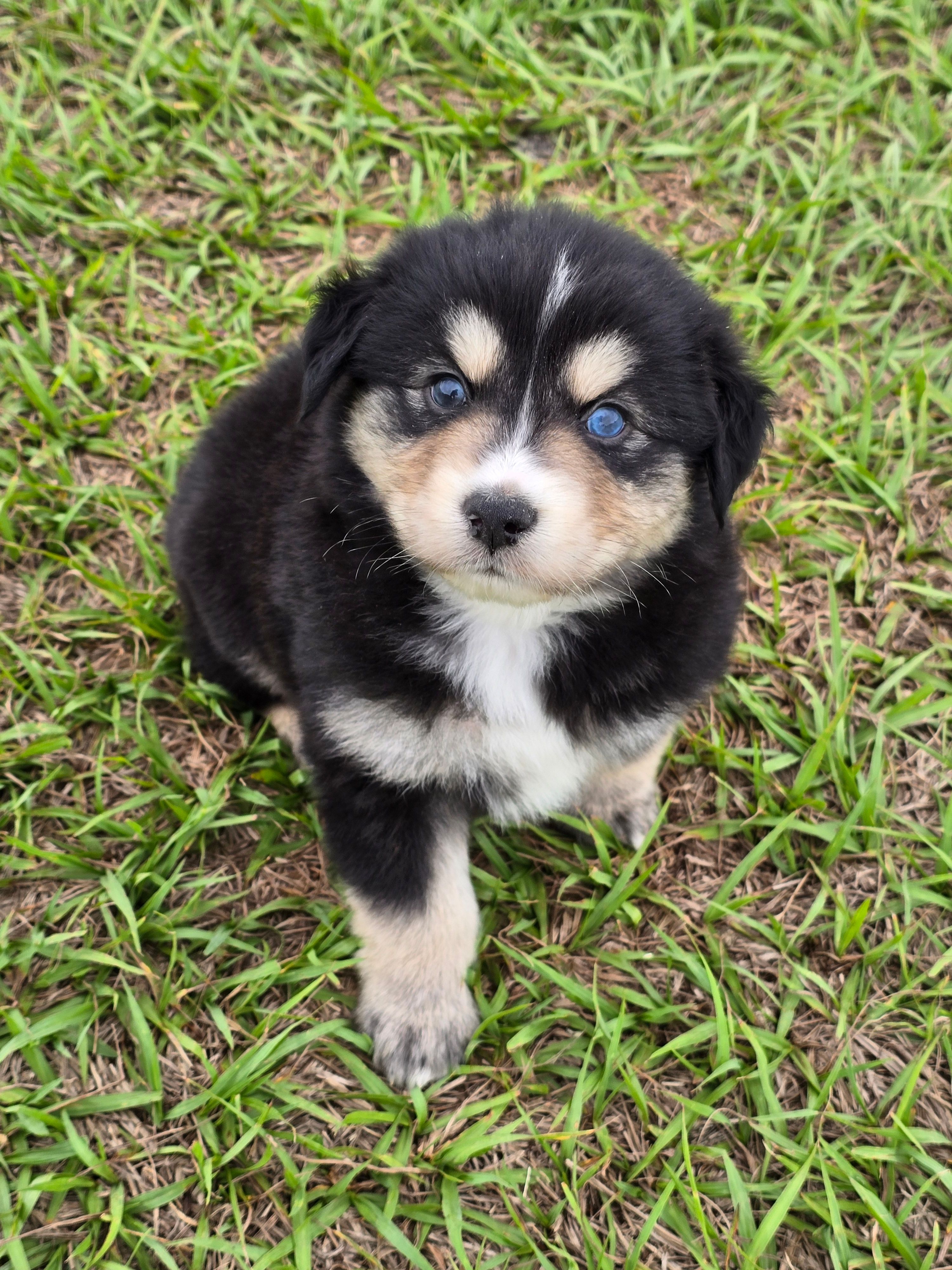 AKC Cinch  – Australian Shepherd puppy for sale in Lakeland, FL