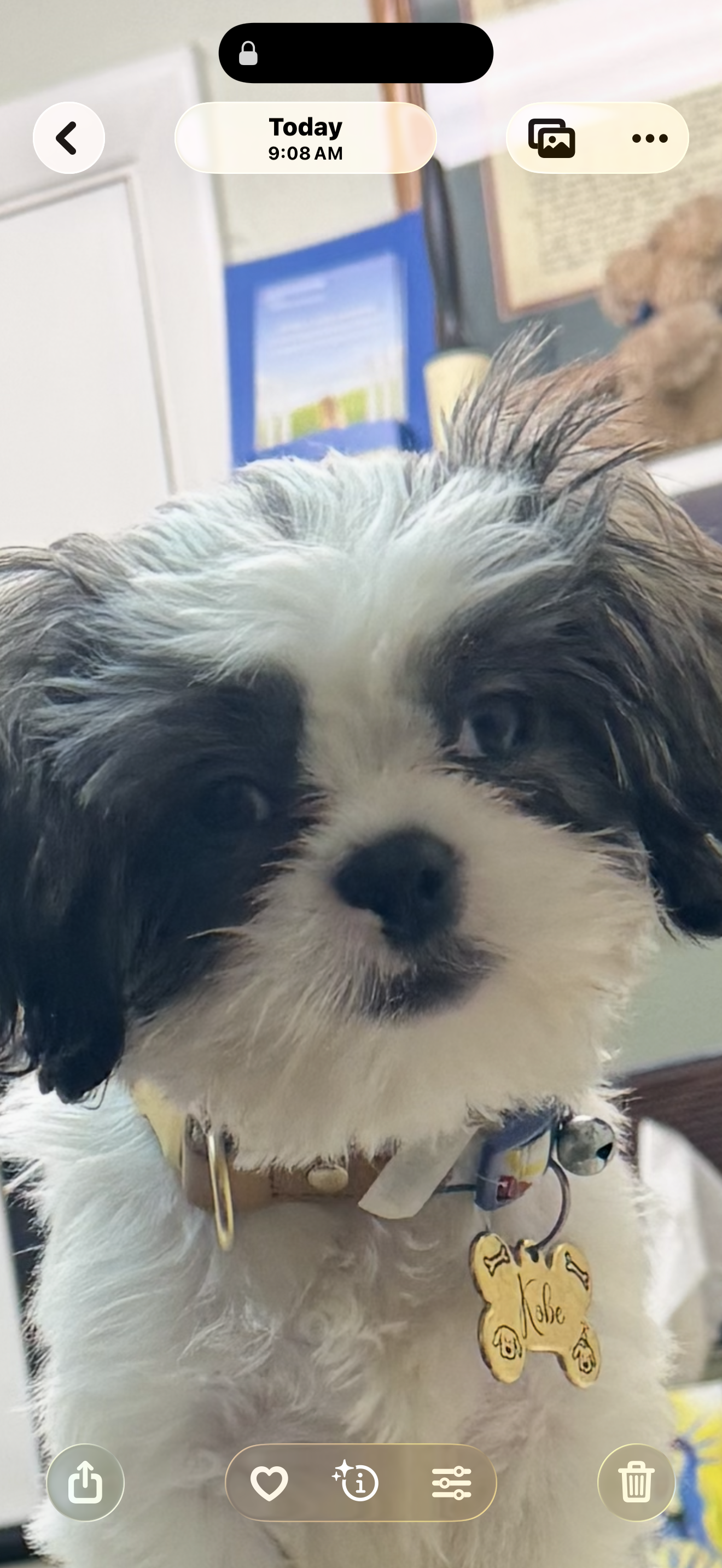Kobe – Shih Tzu puppy for sale in Richmond City, VA