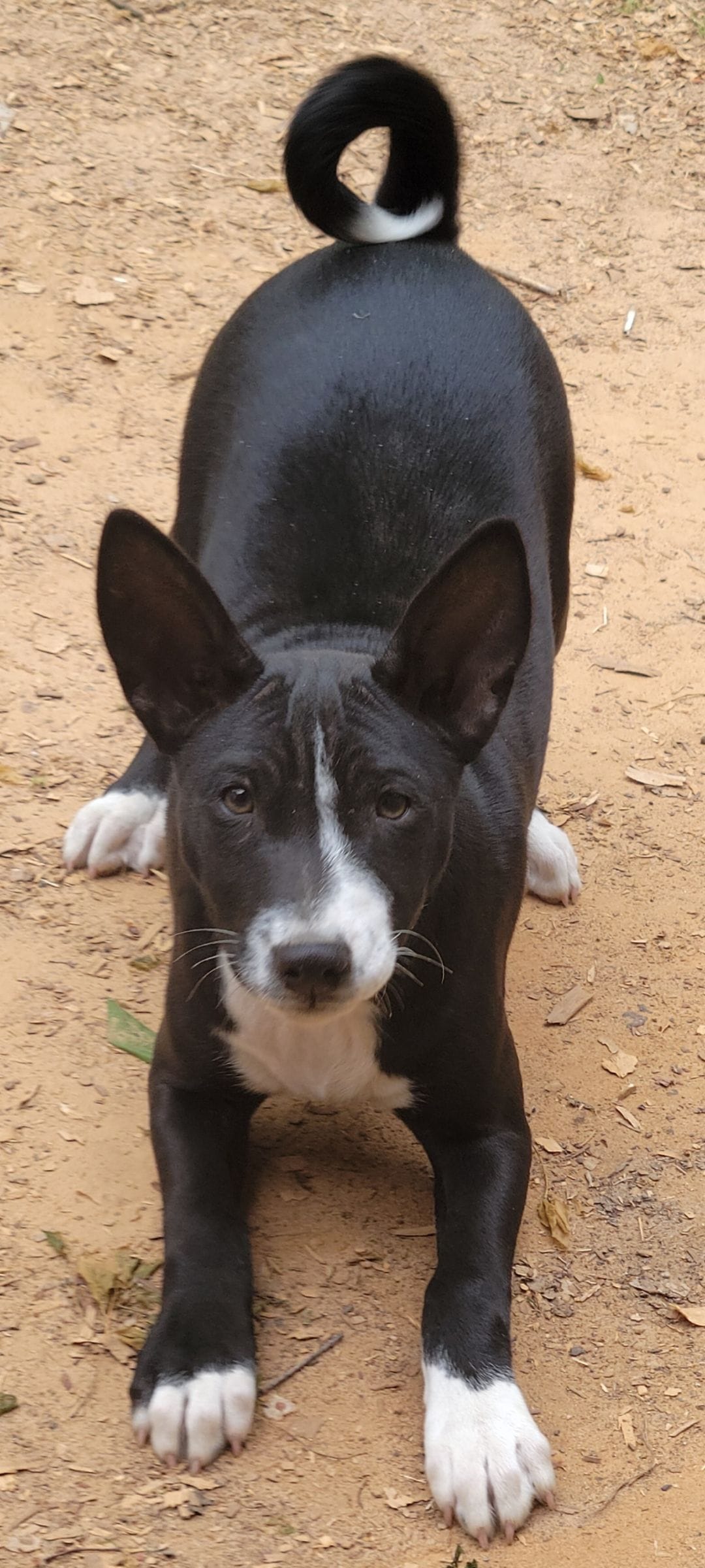 Jo boy – Basenji puppy for sale in Dallas, TX