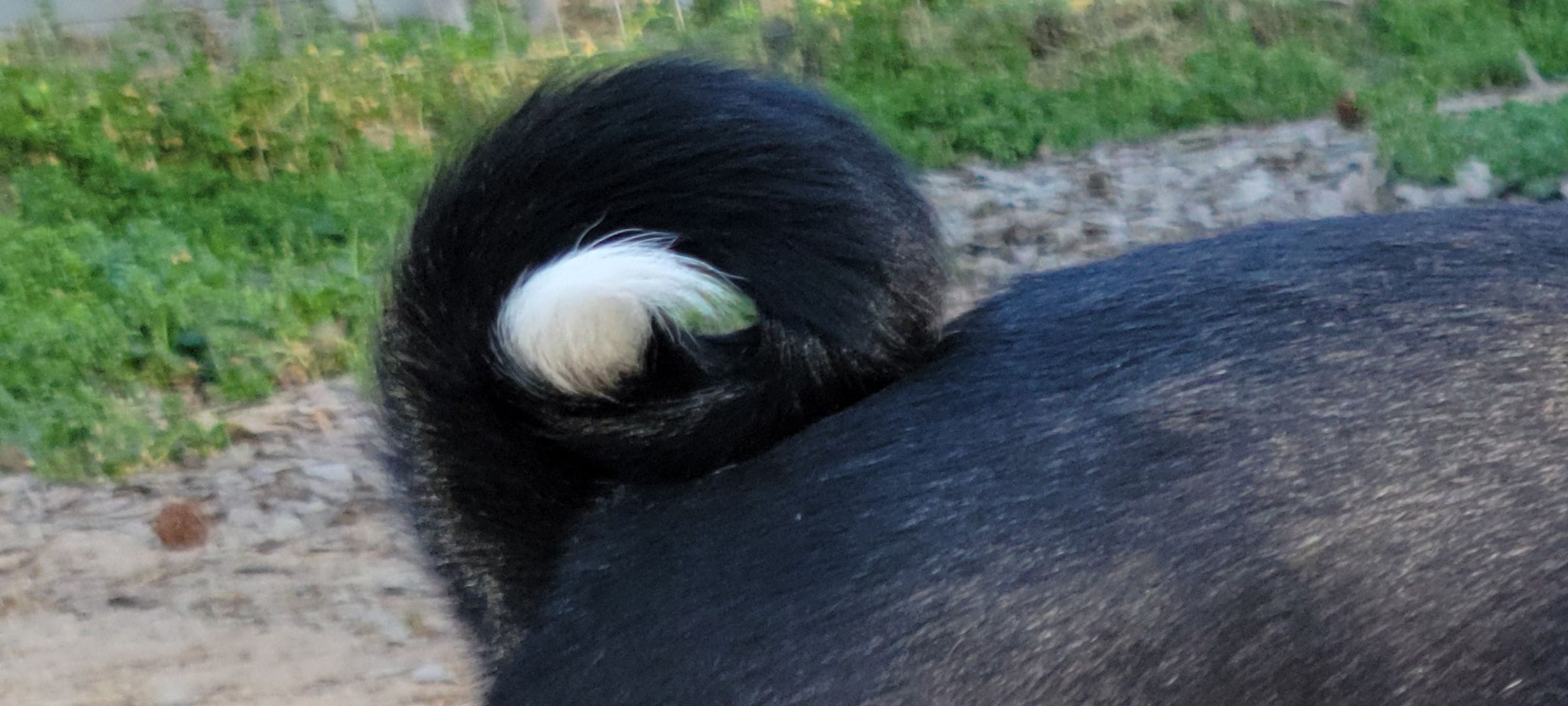 Jo boy, a male Basenji for sale in Dallas, TX – Photo 4 of 6