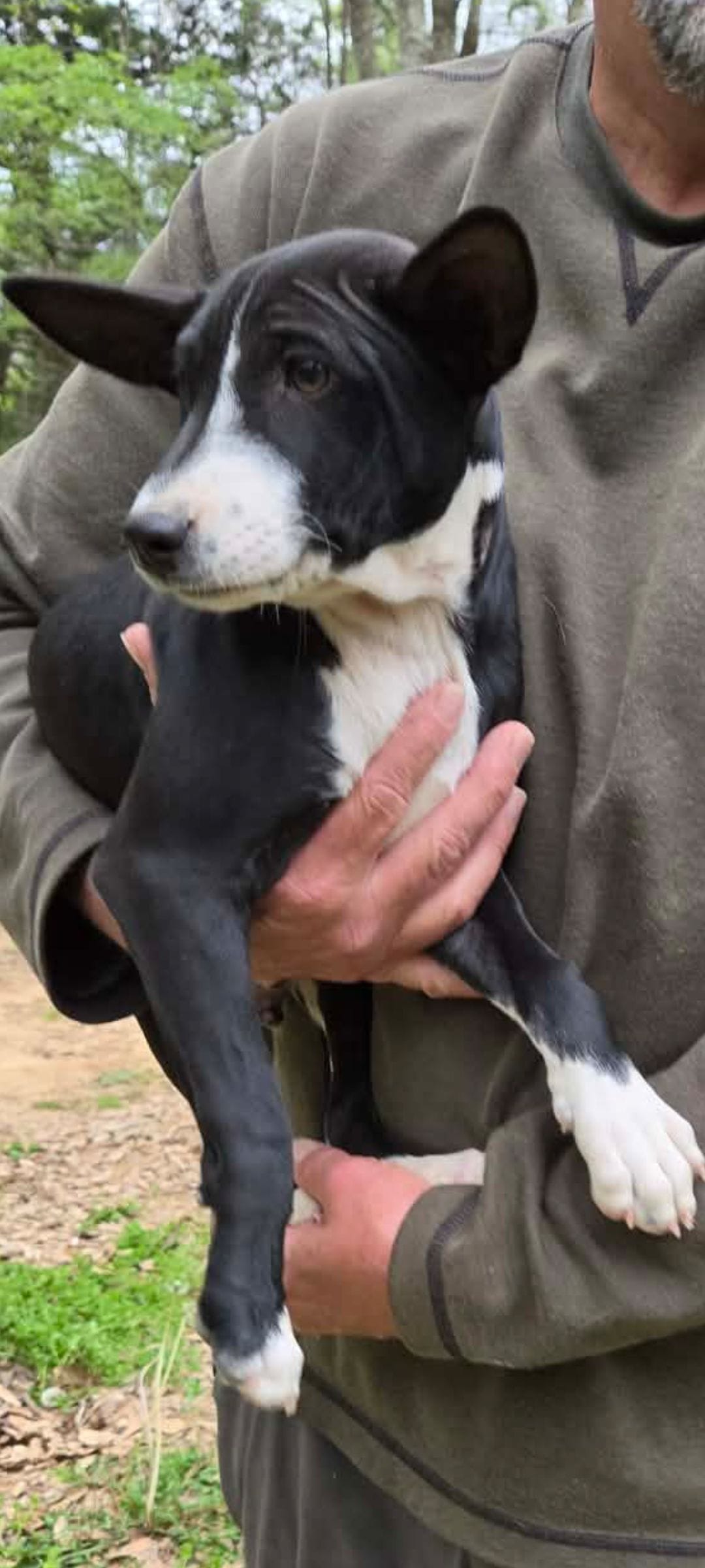 Jo boy, a male Basenji for sale in Dallas, TX – Photo 5 of 6