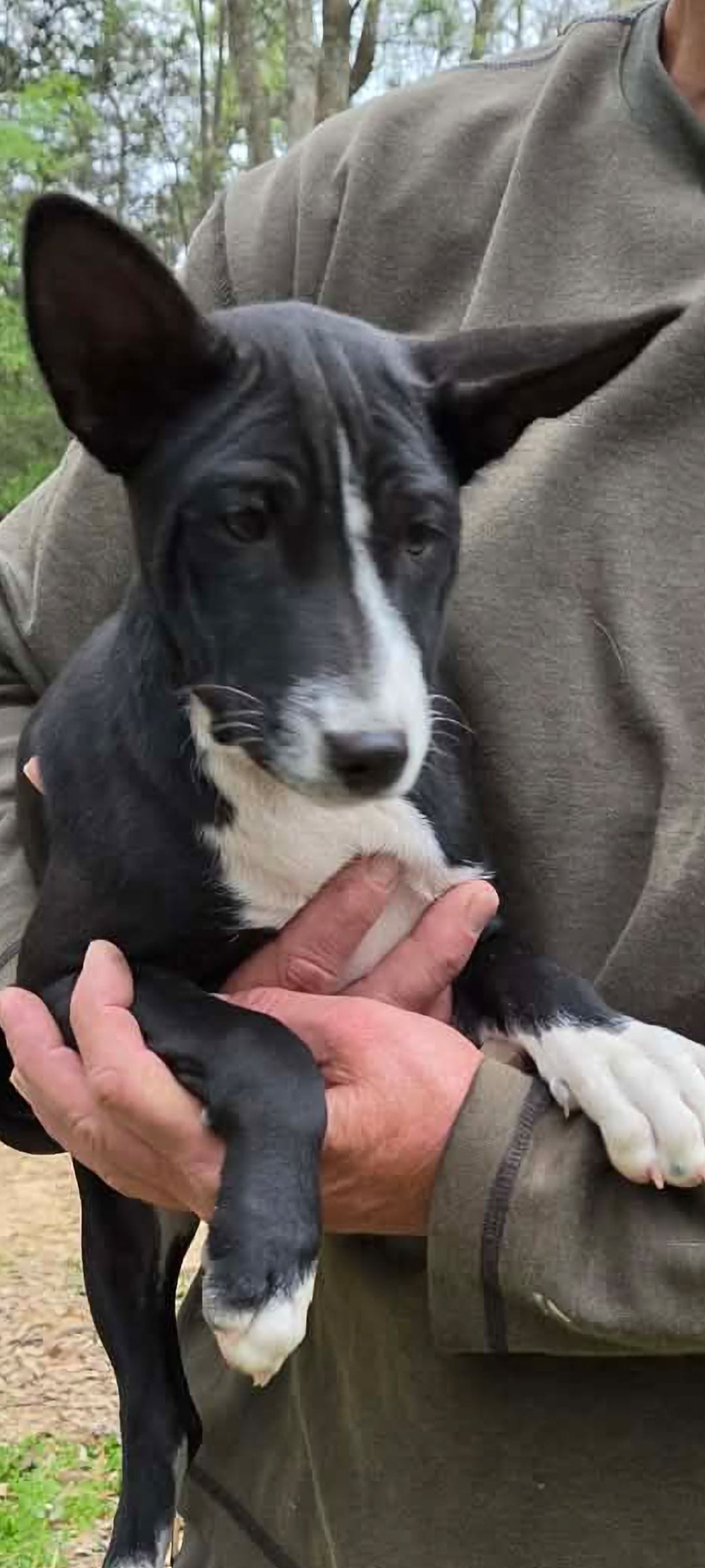 Jo boy, a male Basenji for sale in Dallas, TX – Photo 6 of 6