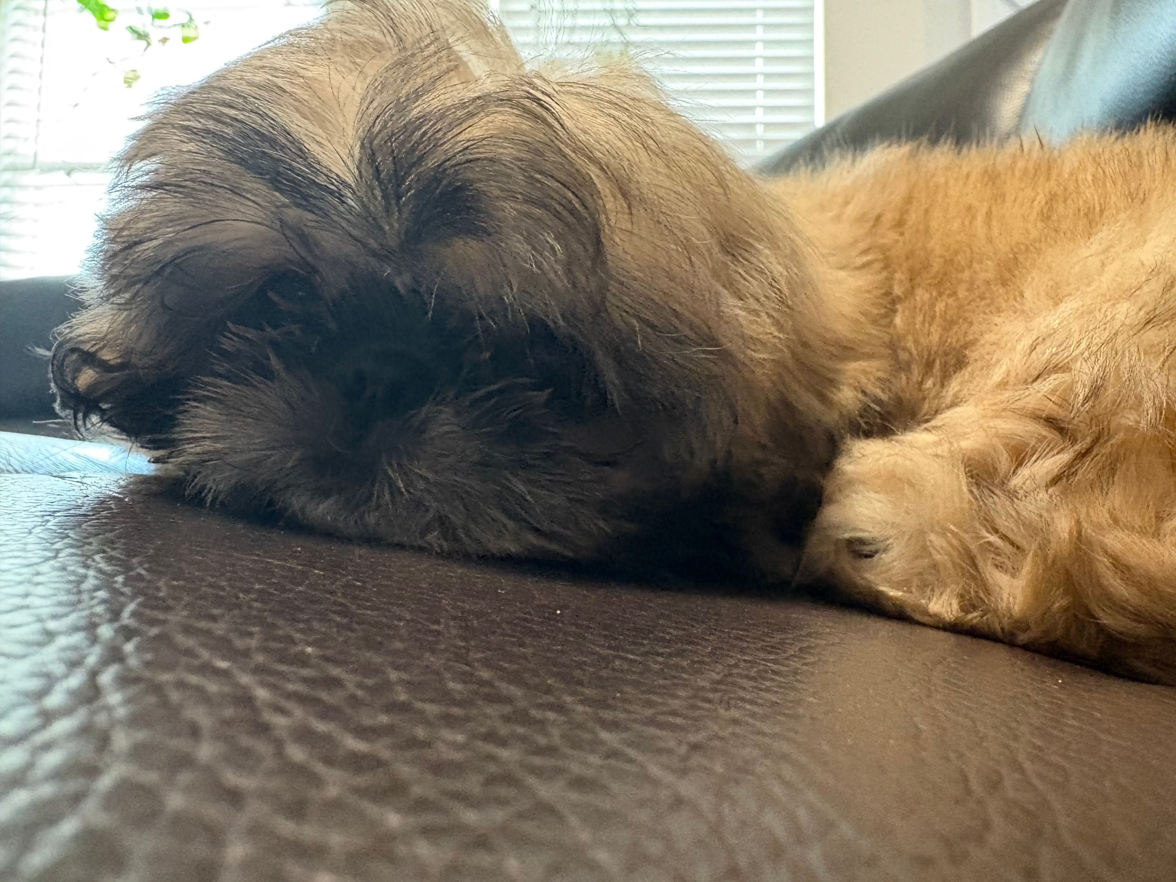JOSEY – Shih Tzu puppy for sale in Crowley, TX