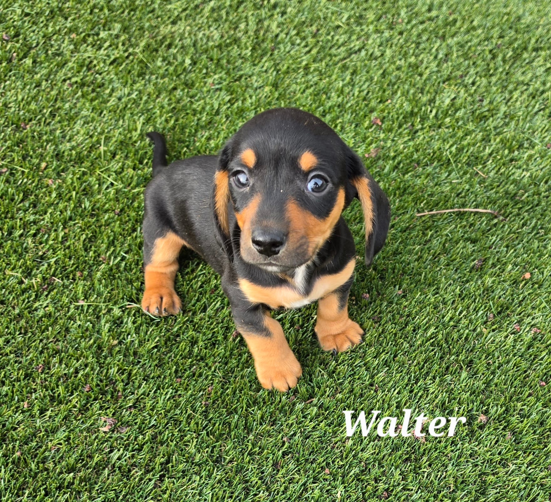 Walter – Miniature Dachshund puppy for sale in Paris, MO