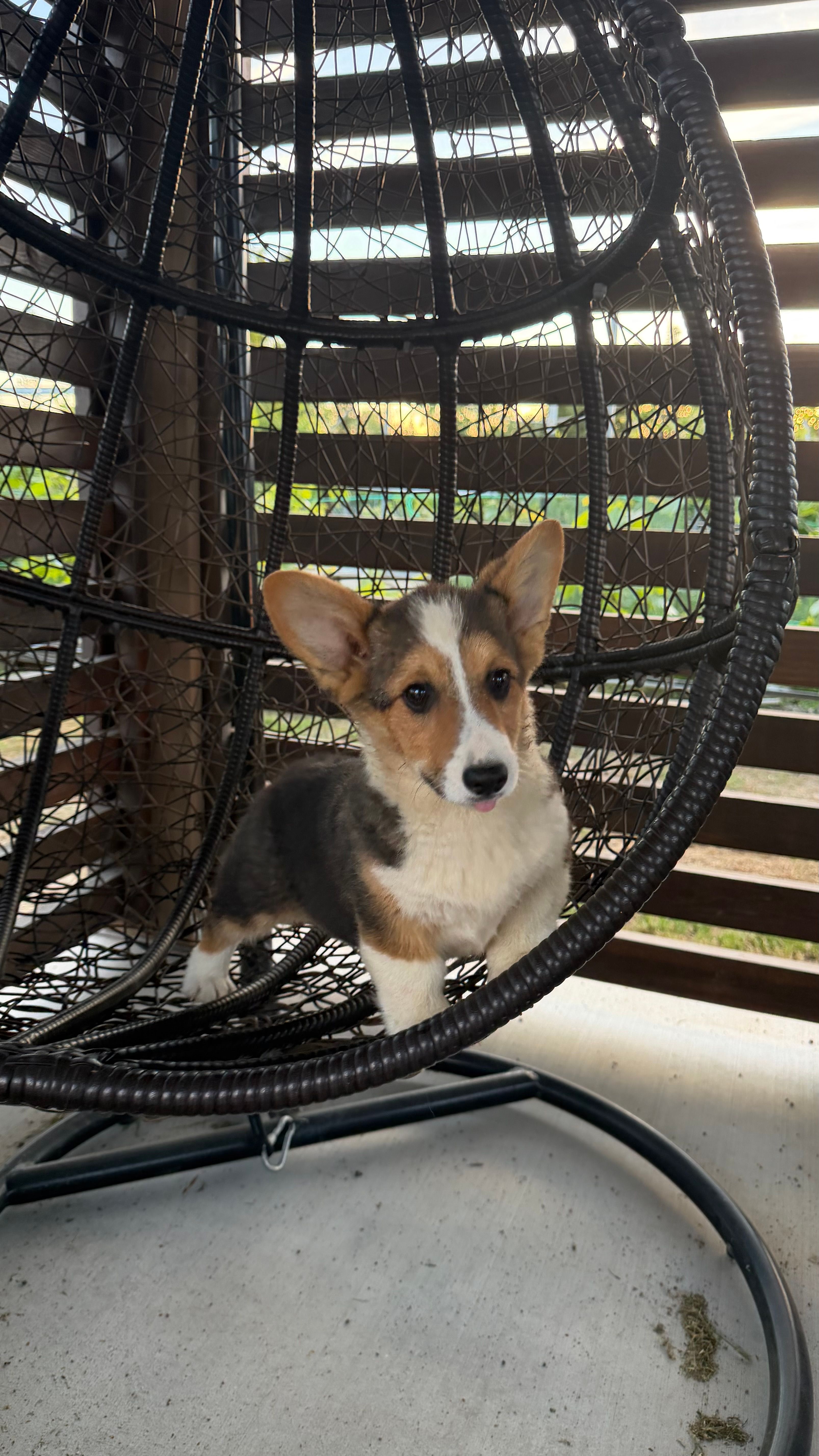 Lili – Pembroke Welsh Corgi puppy for sale in Sacramento, CA