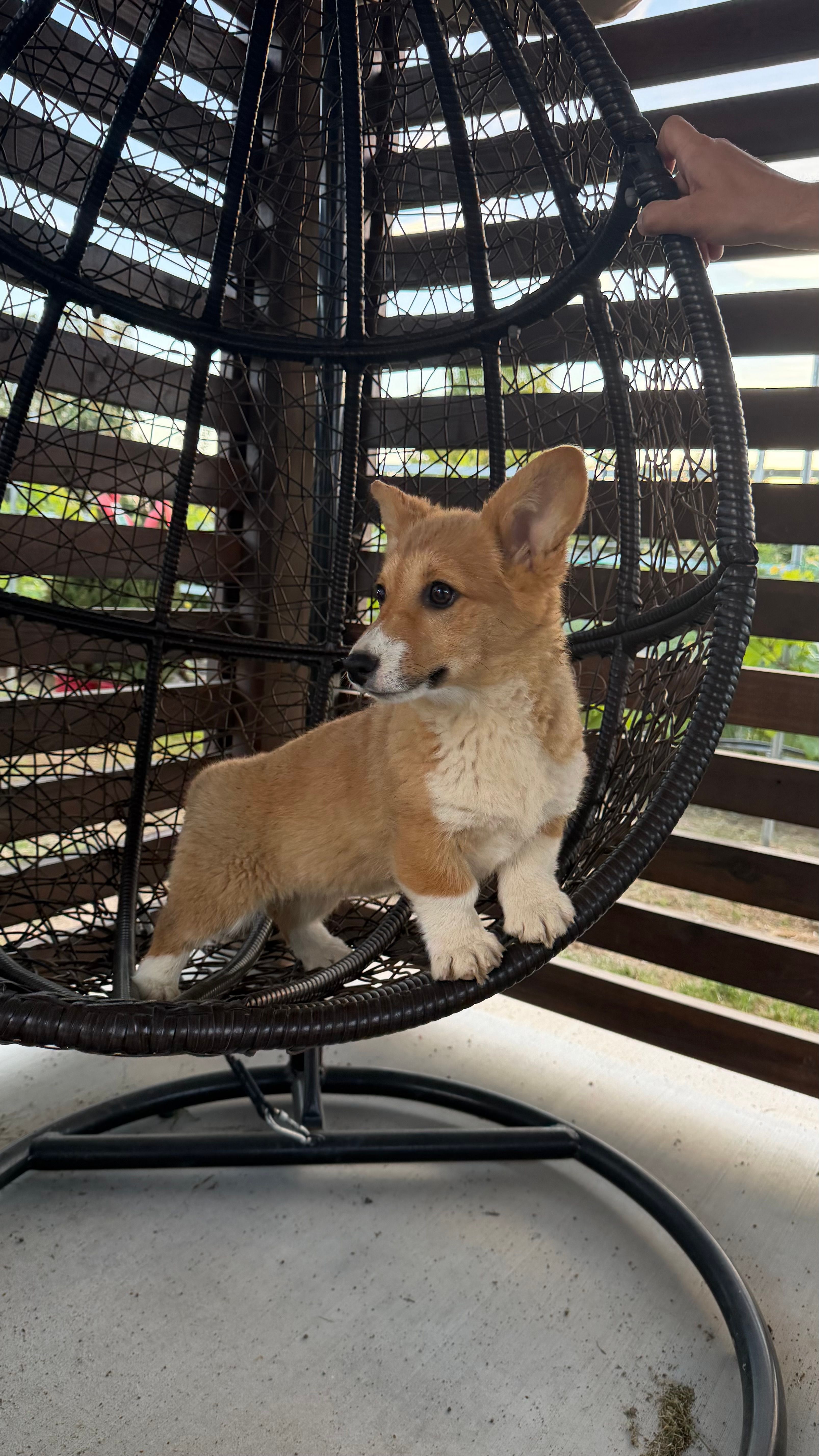 Naomi – Pembroke Welsh Corgi puppy for sale in Sacramento, CA