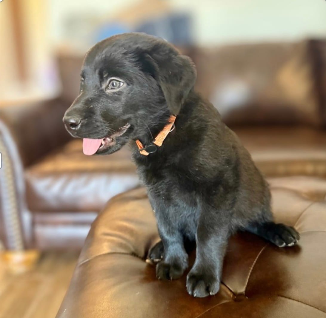 Orange – Labrador Retriever puppy for sale in Congress, AZ