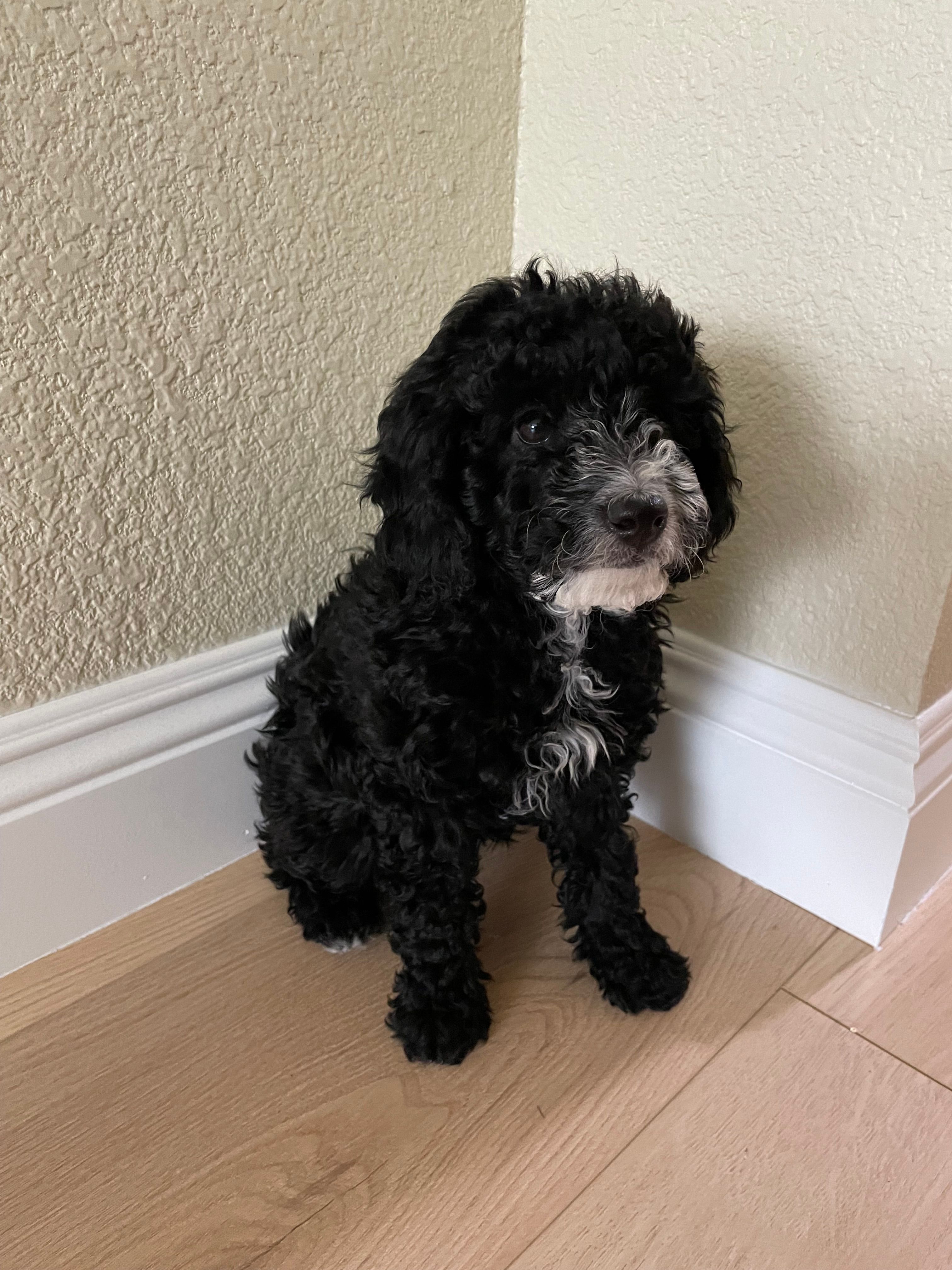 Snowy – Poodle - Toy  puppy for sale in Sacramento, CA