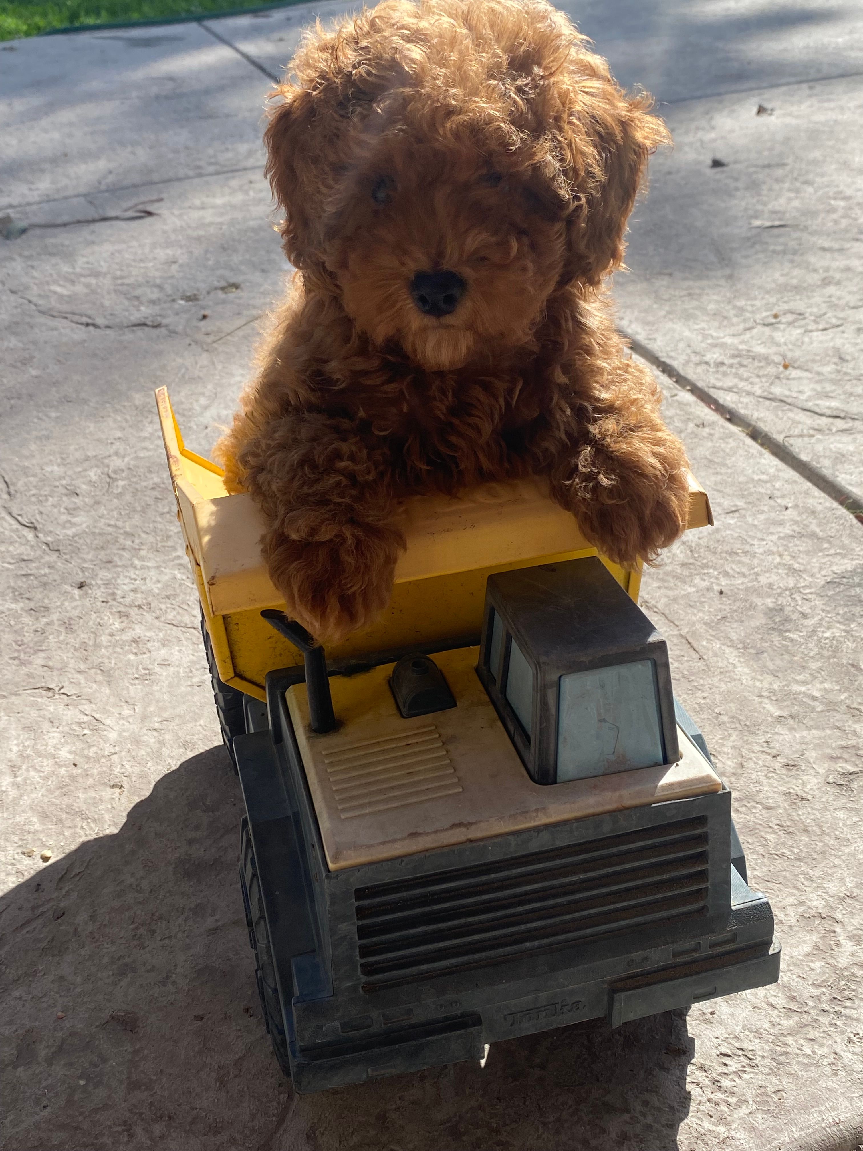 Lyla – Poodle - Toy  puppy for sale in Sacramento, CA